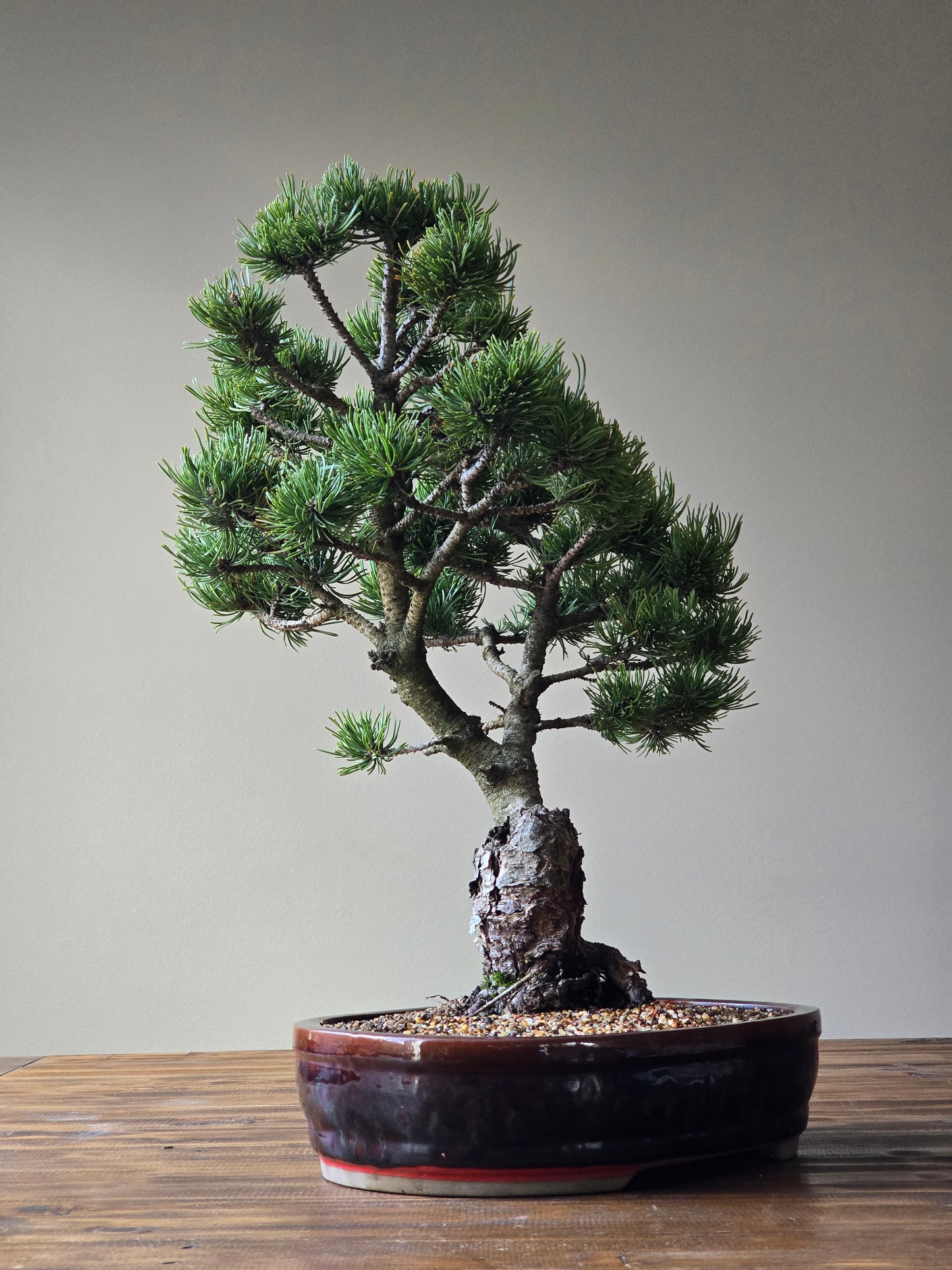 Large Pinus mugo 'Pincushion'