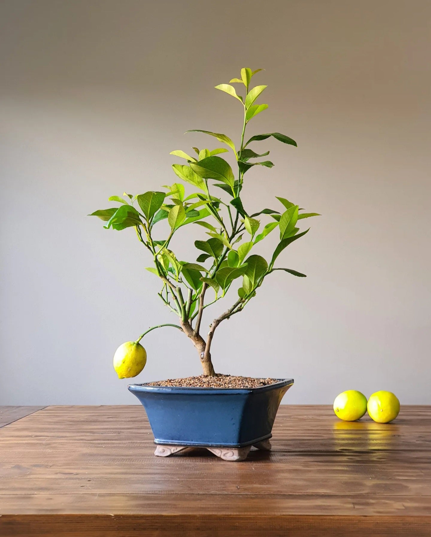 Lisbon Lemon Bonsai Starter Kit