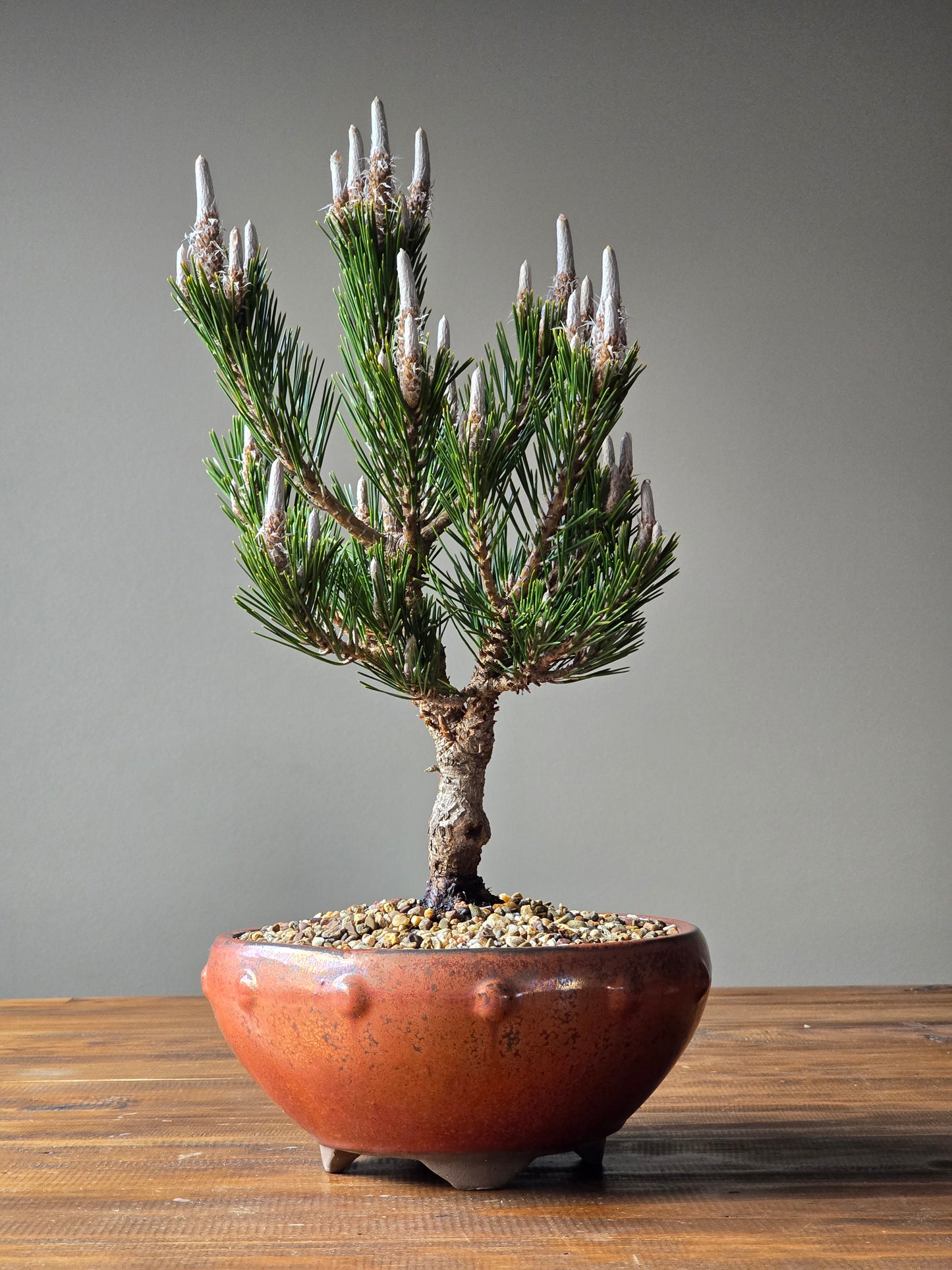 Japanese Black Pine - Kotobuki #02
