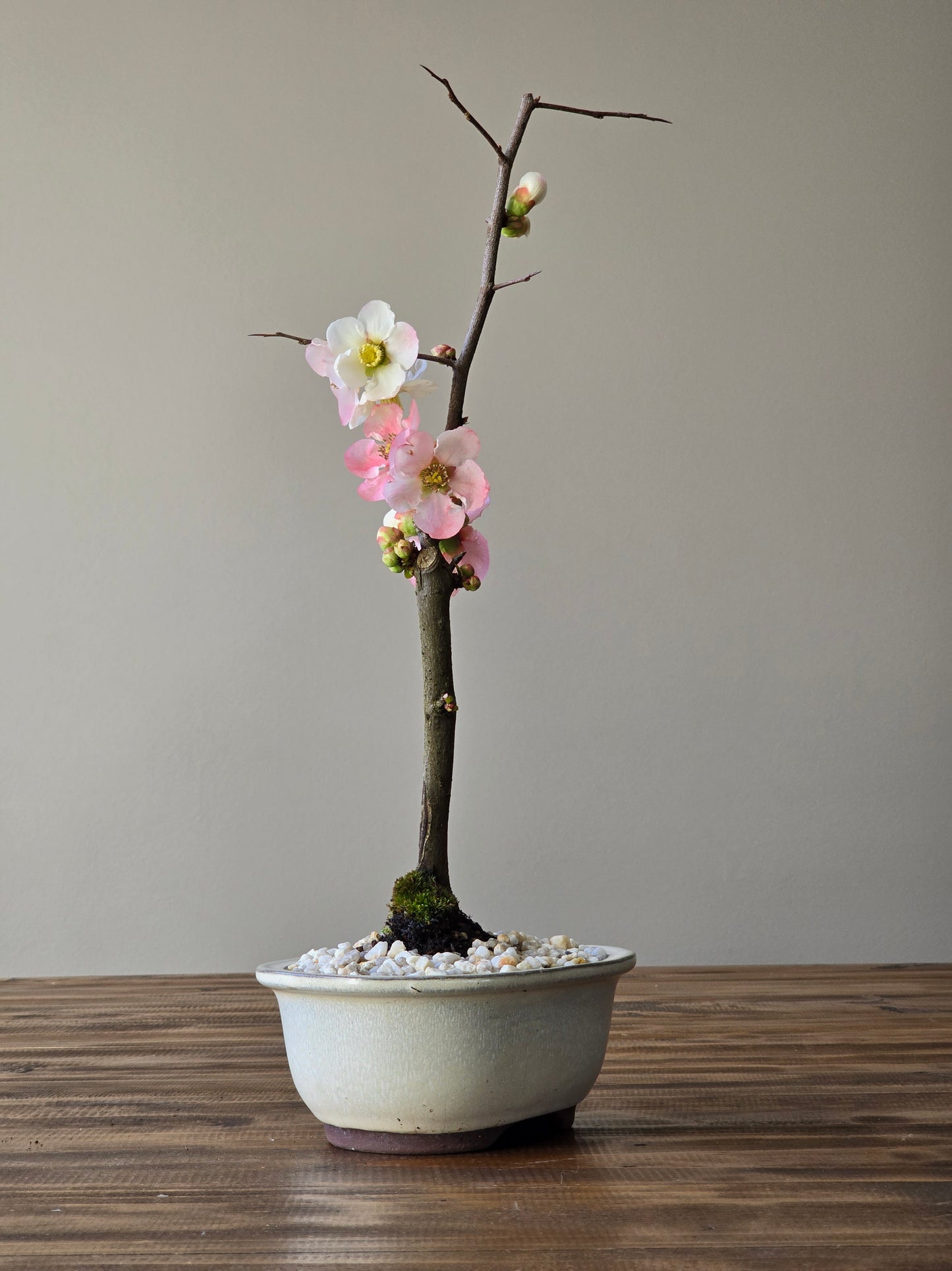 Quince Bonsai #04