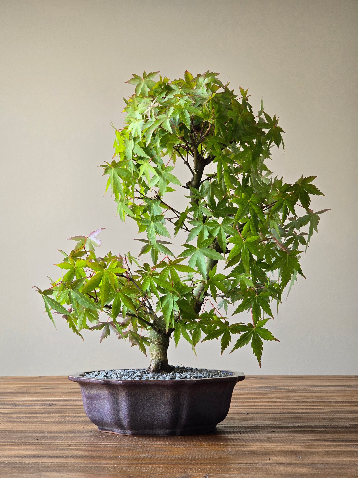 Japanese Maple Bonsai