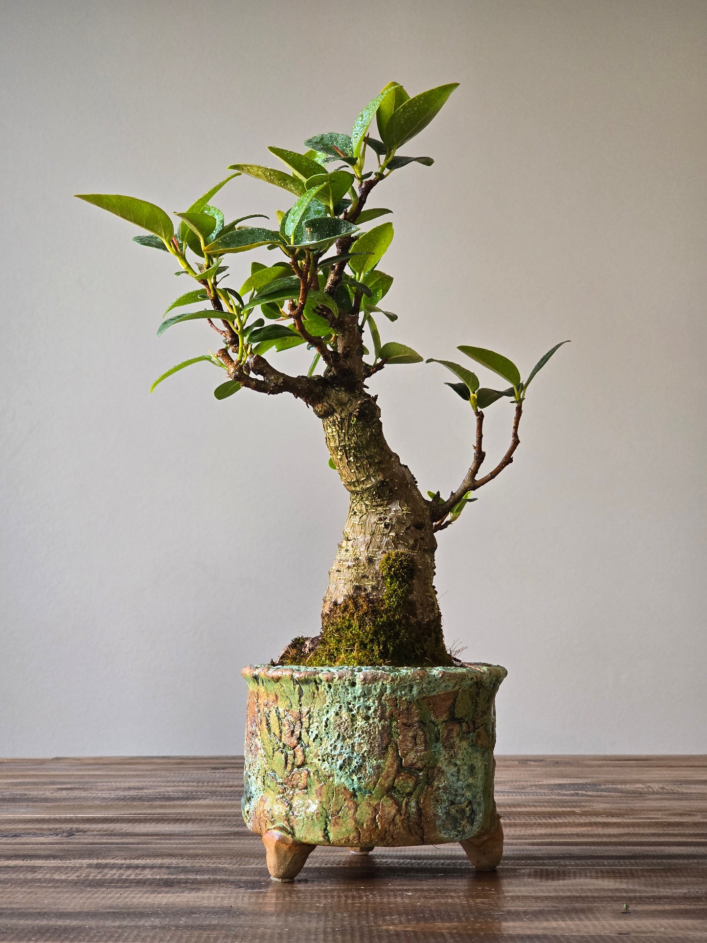 Ficus Rubiginosa (Port Jackson Fig) Bonsai