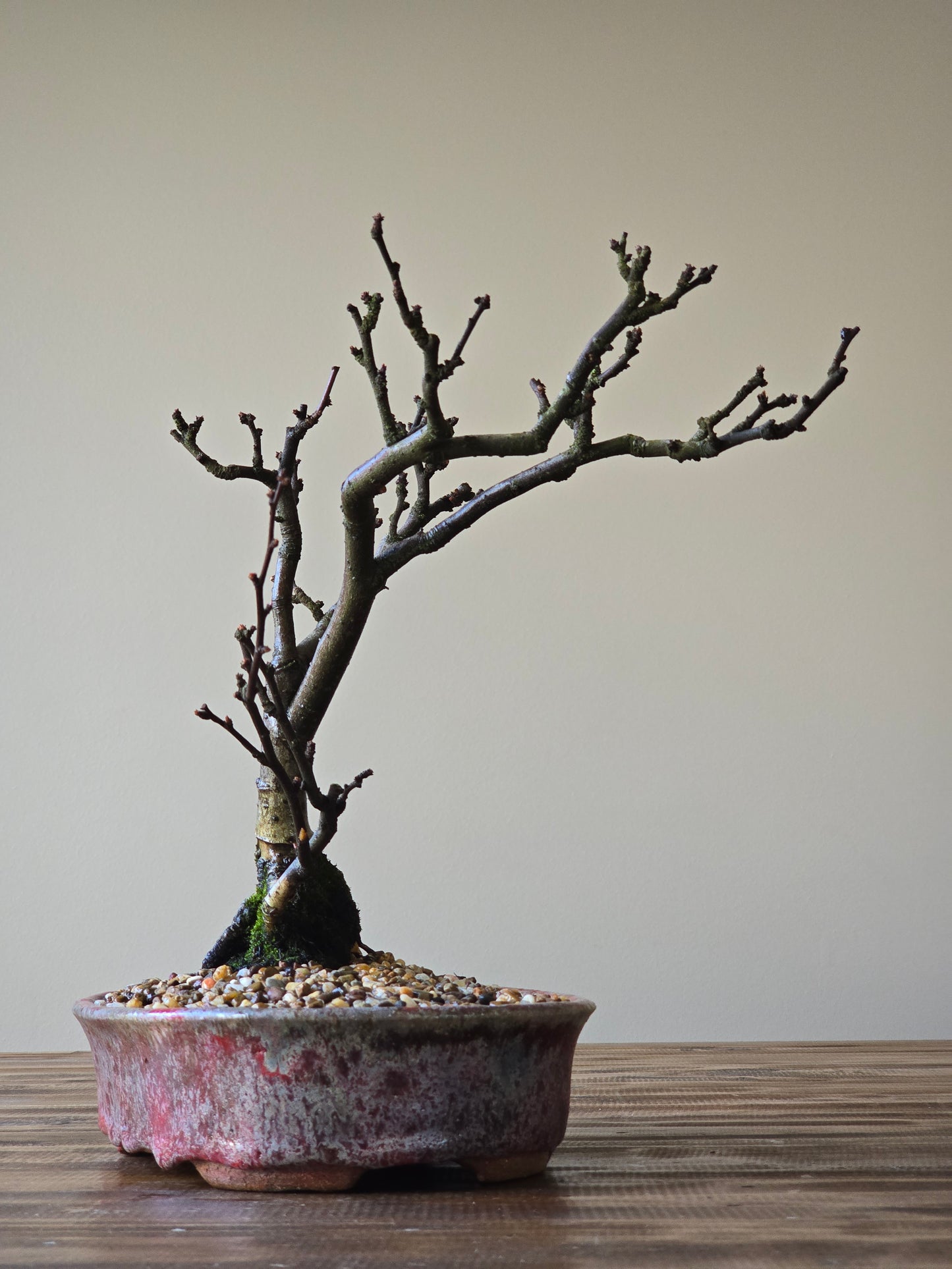 Advanced Quince Bonsai, handmade pot