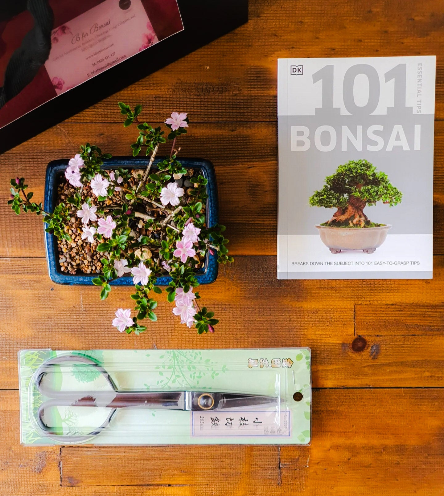 bonsai tree urban outfitters Serissa Bonsai Starter Gift Set – B for Bonsai