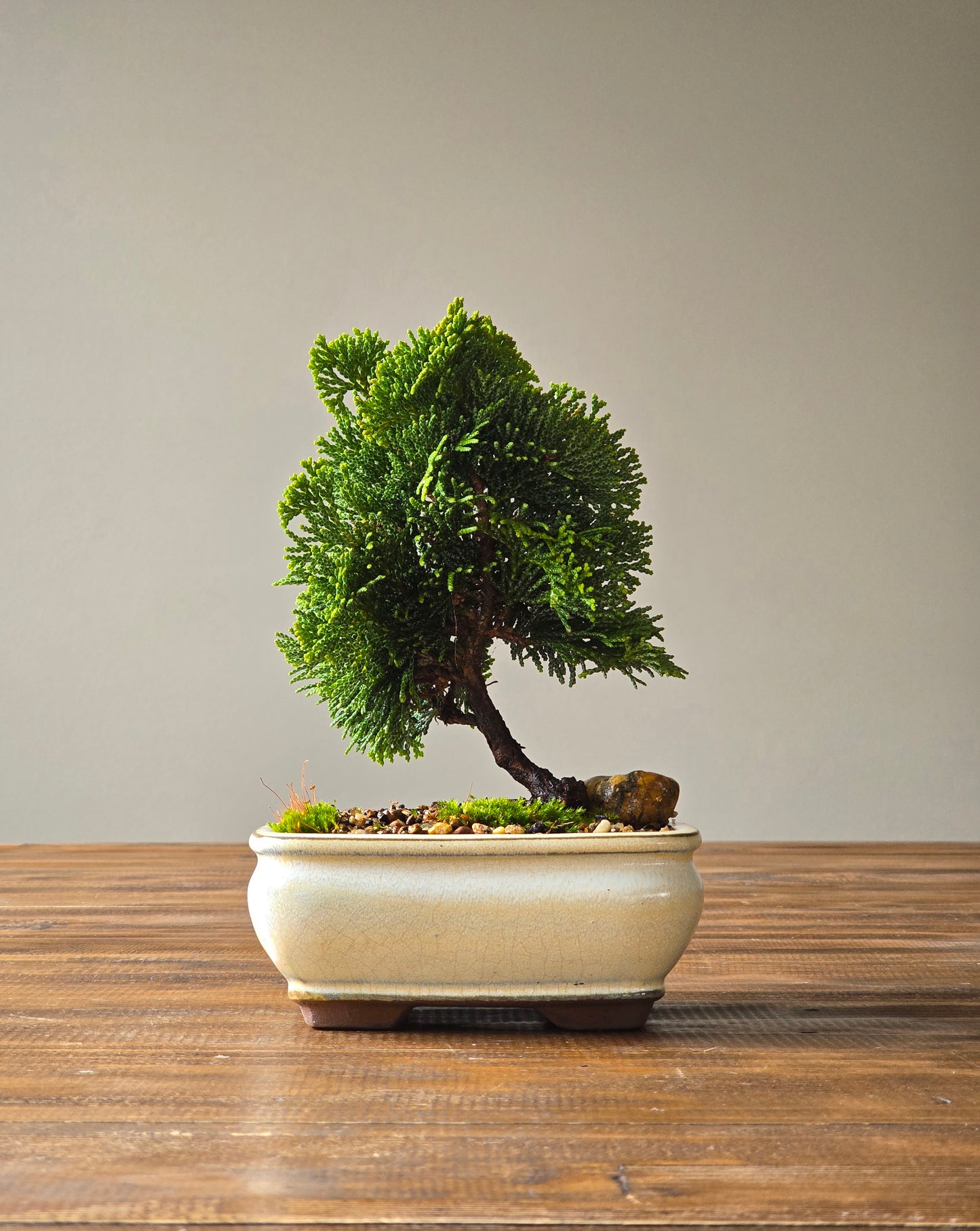 Hinoki Cypress Bonsai