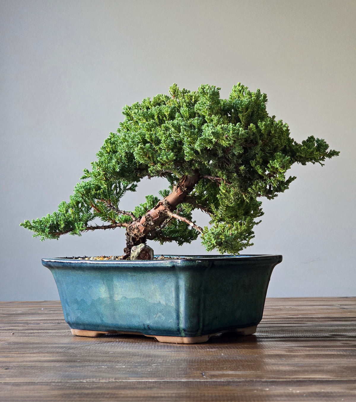 Large Semi Cascade Juniper Bonsai