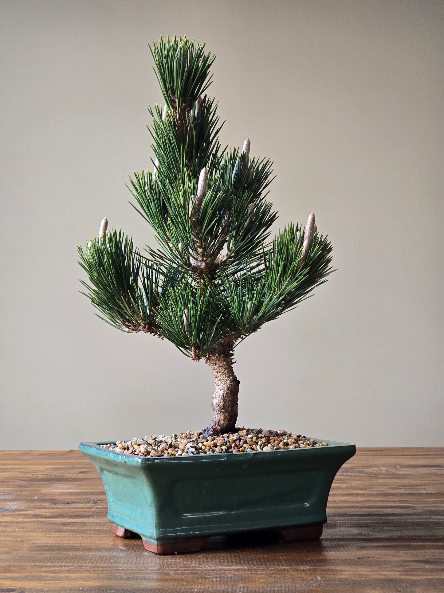 Japanese Black Pine - Kotobuki #01