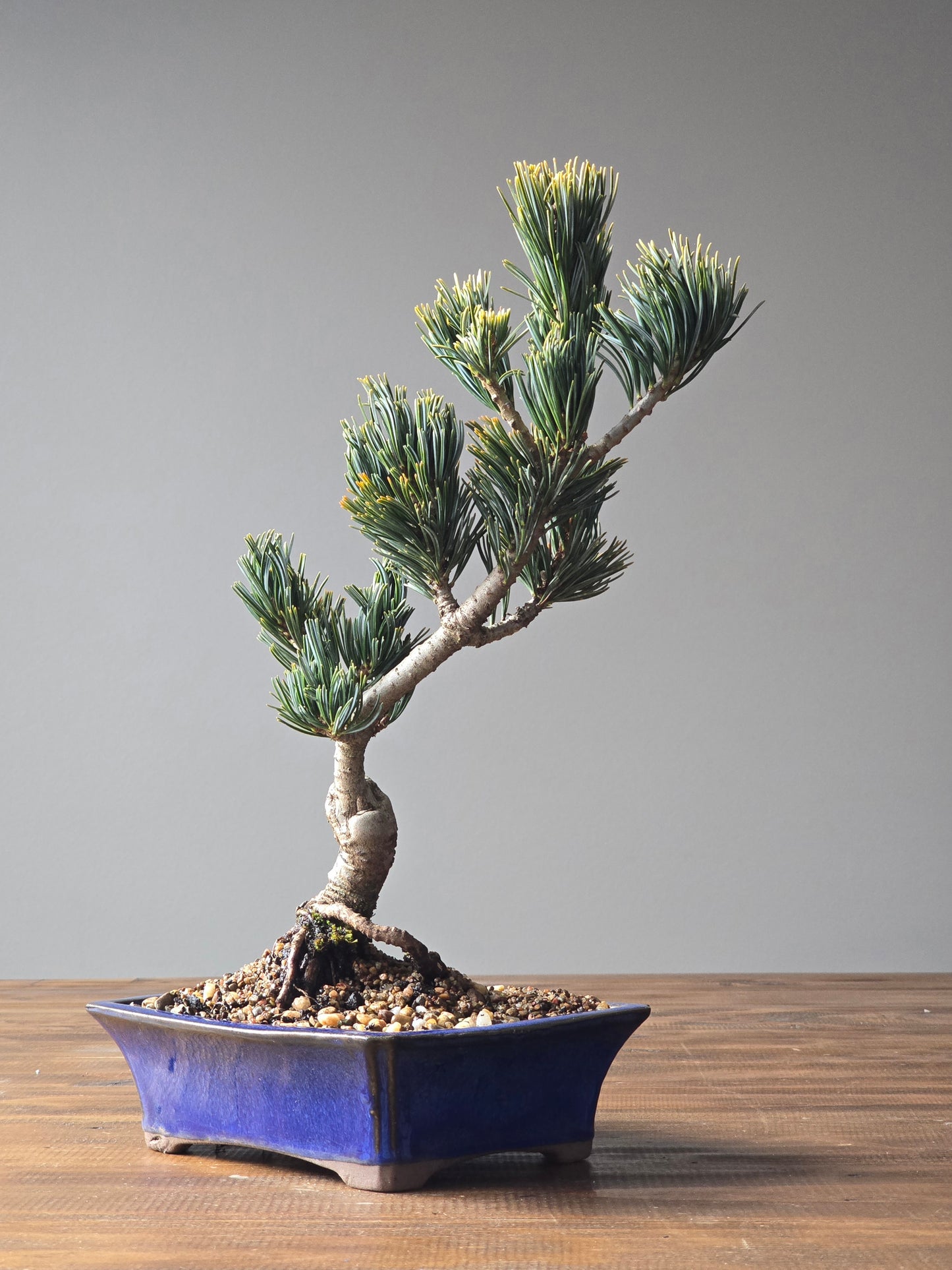 Japanese White Pine - FUKAI