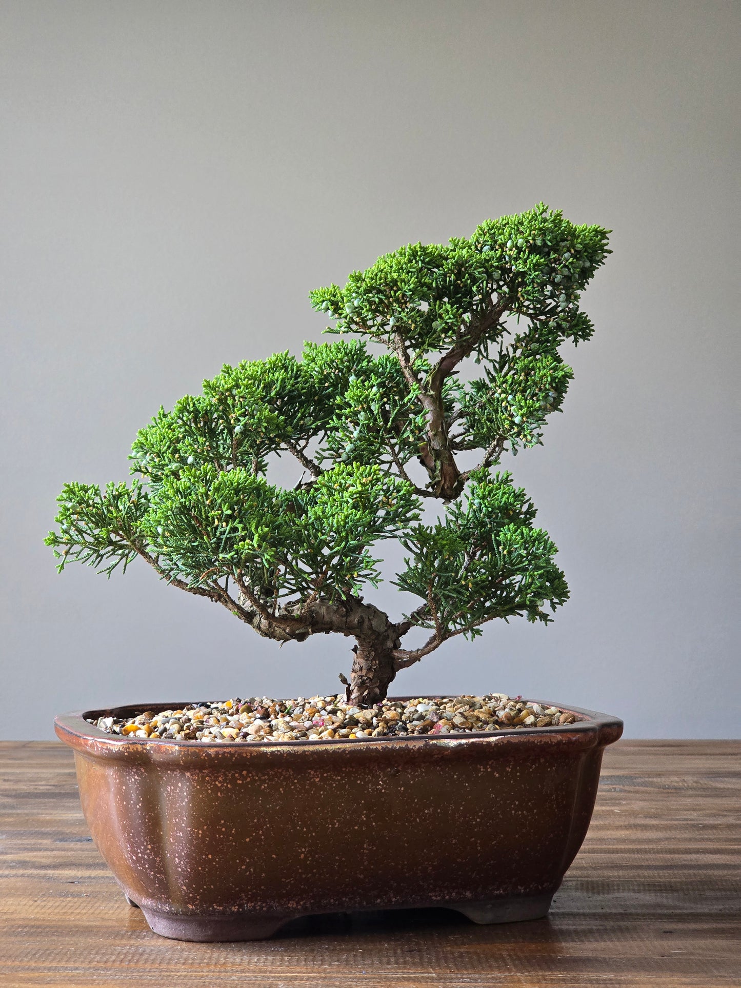 Shimpaku Juniper Bonsai PICKUP ONLY