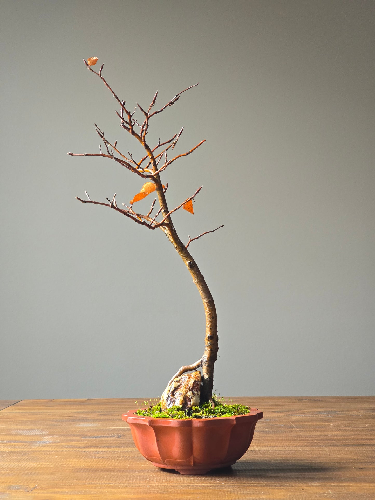 Copper Beech Root-Over-Rock Bonsai