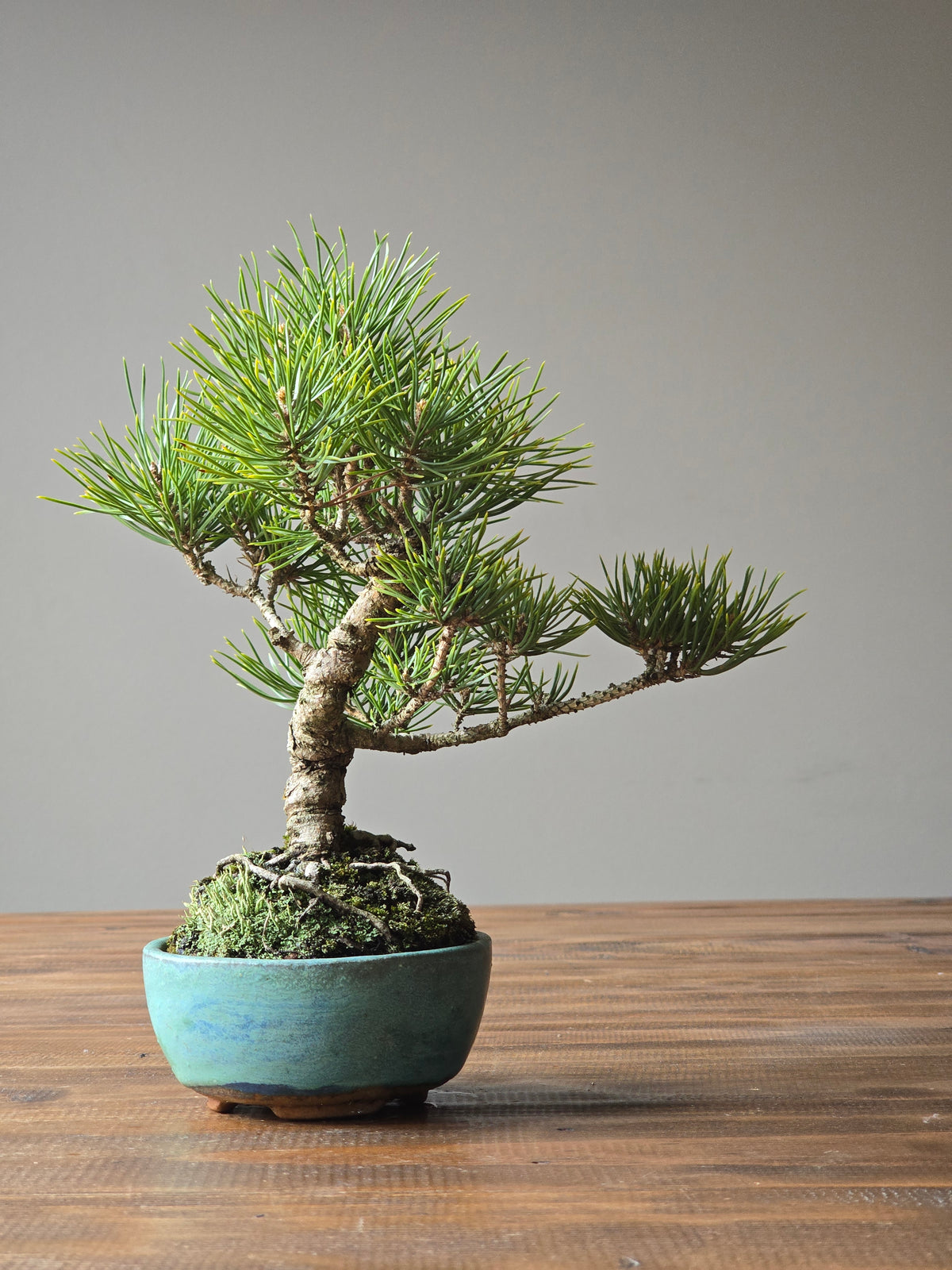 Shohin Japanese Black Pine, handmade pot