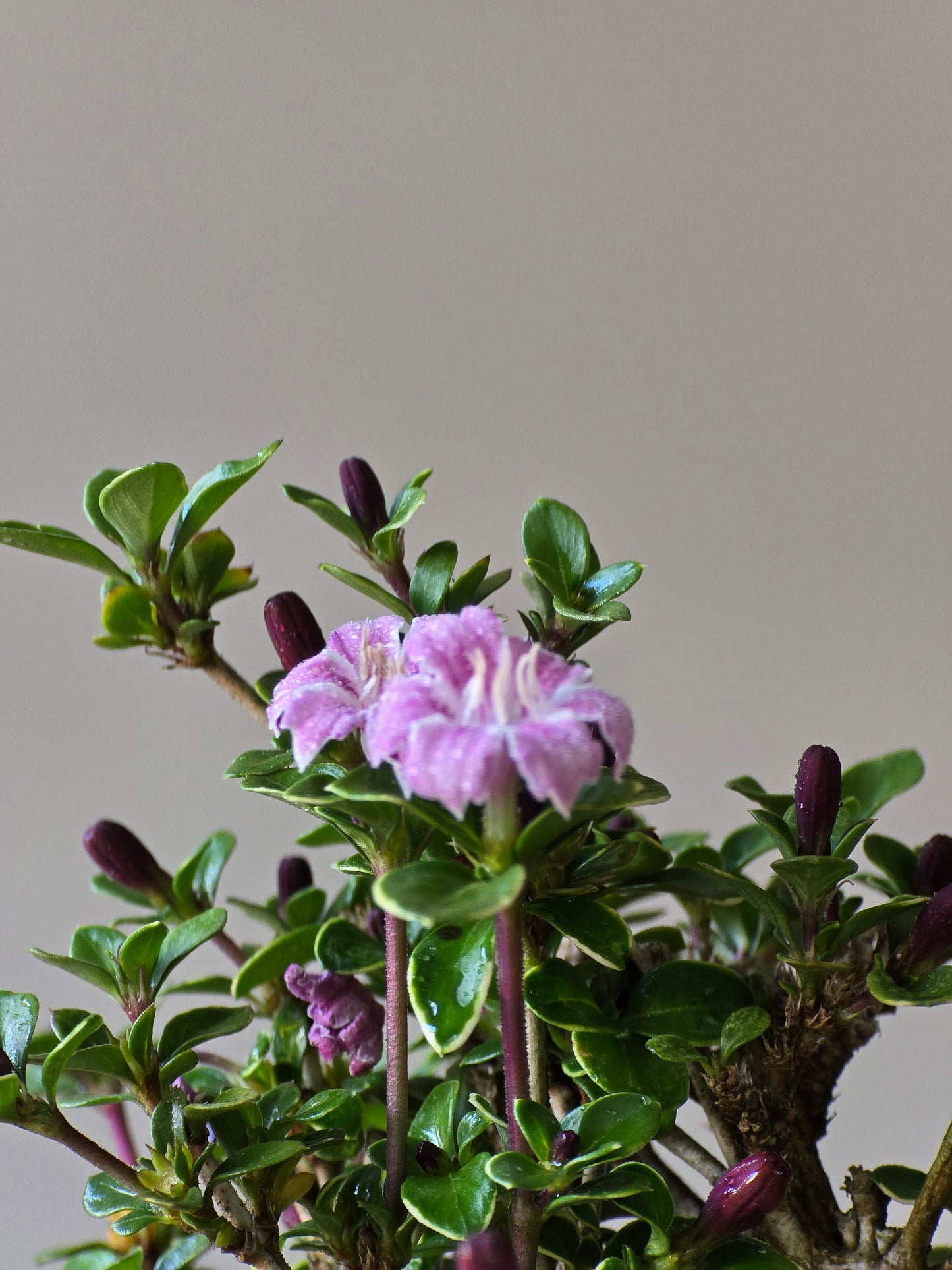 Serissa Bonsai