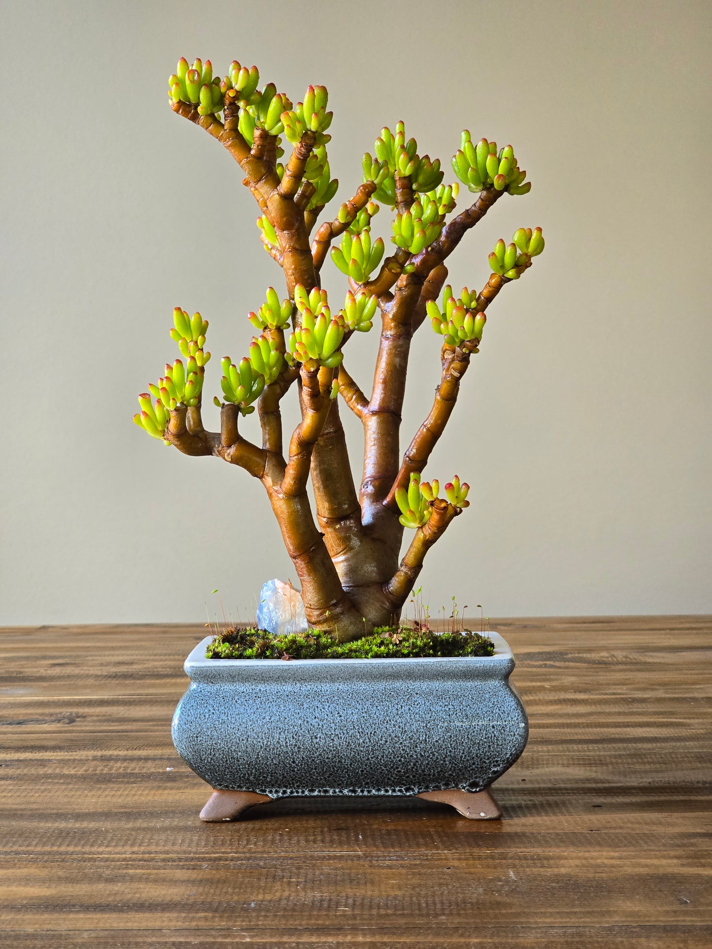 Crassula Ladies Fingers Bonsai