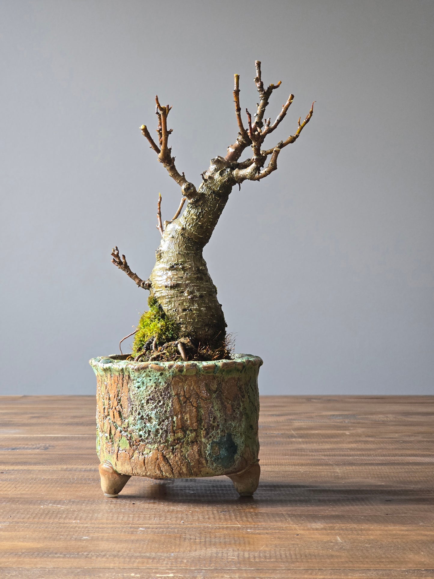 Ficus Rubiginosa (Port Jackson Fig) Bonsai