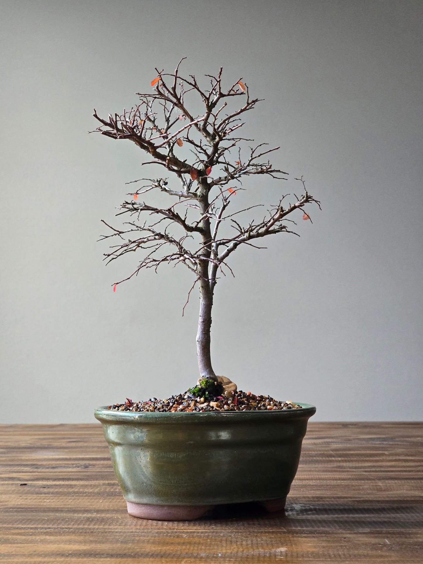 Chinese Elm Bonsai #01