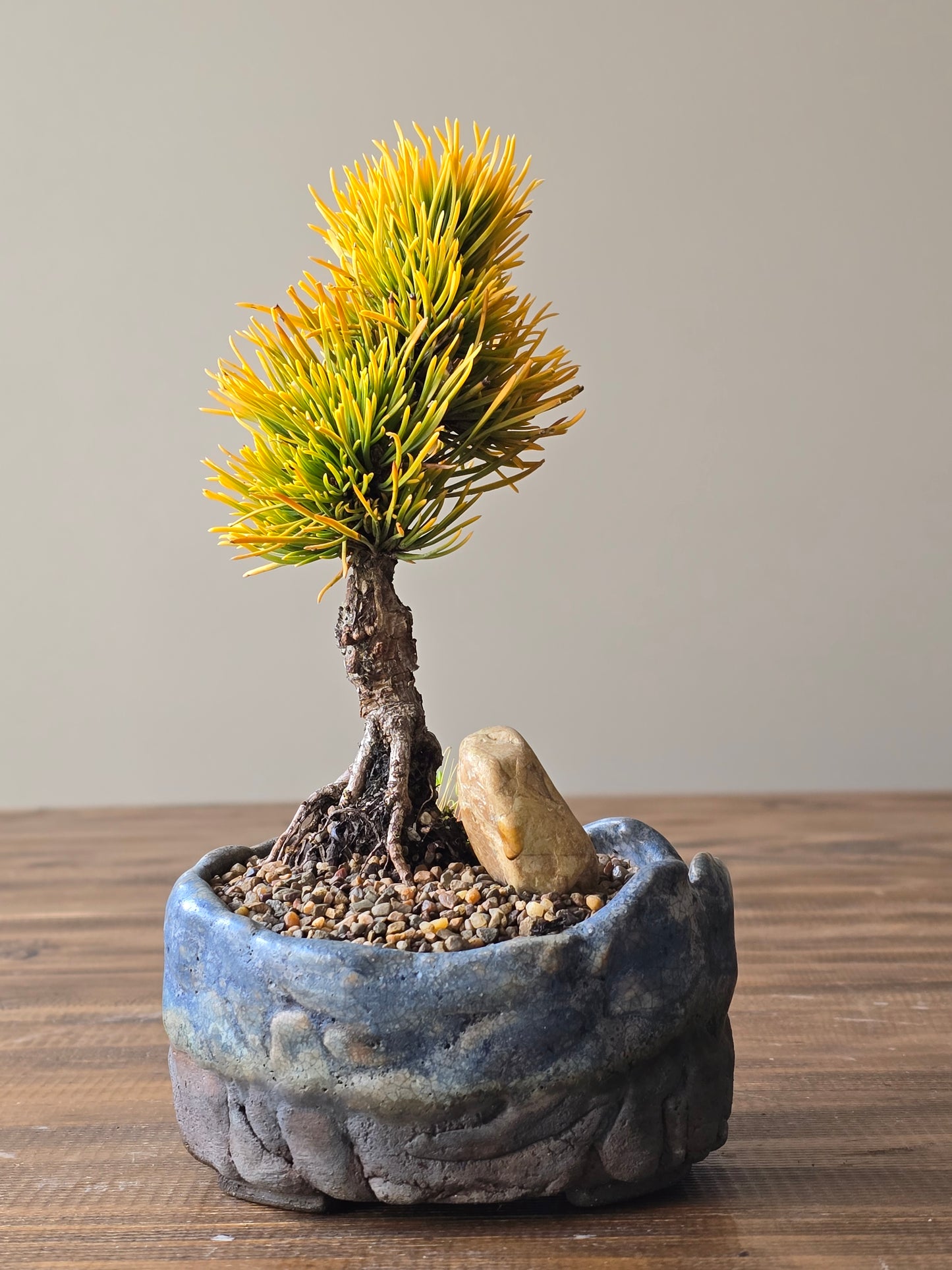 Mame Pinus Mugo - Winter Gold, handmade pot