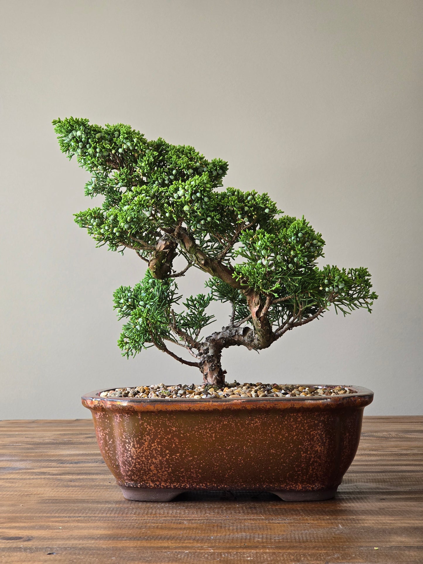 Shimpaku Juniper Bonsai PICKUP ONLY