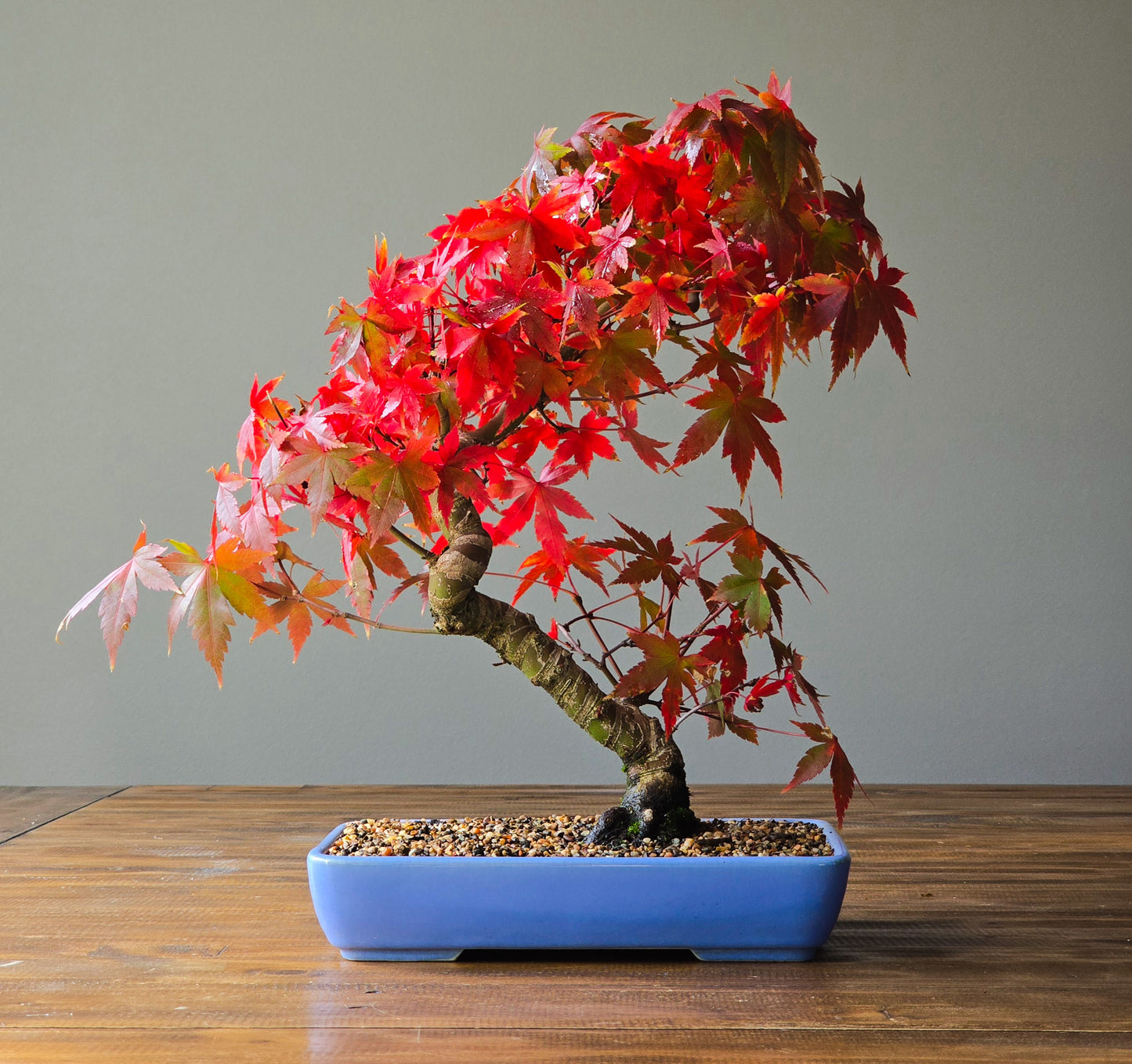 Advanced Japanese Maple Bonsai, Purple Shallow Pot (Lay-by Available)