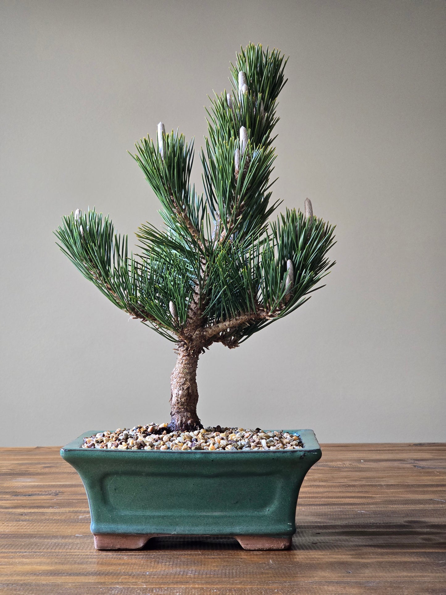 Japanese Black Pine - Kotobuki #01