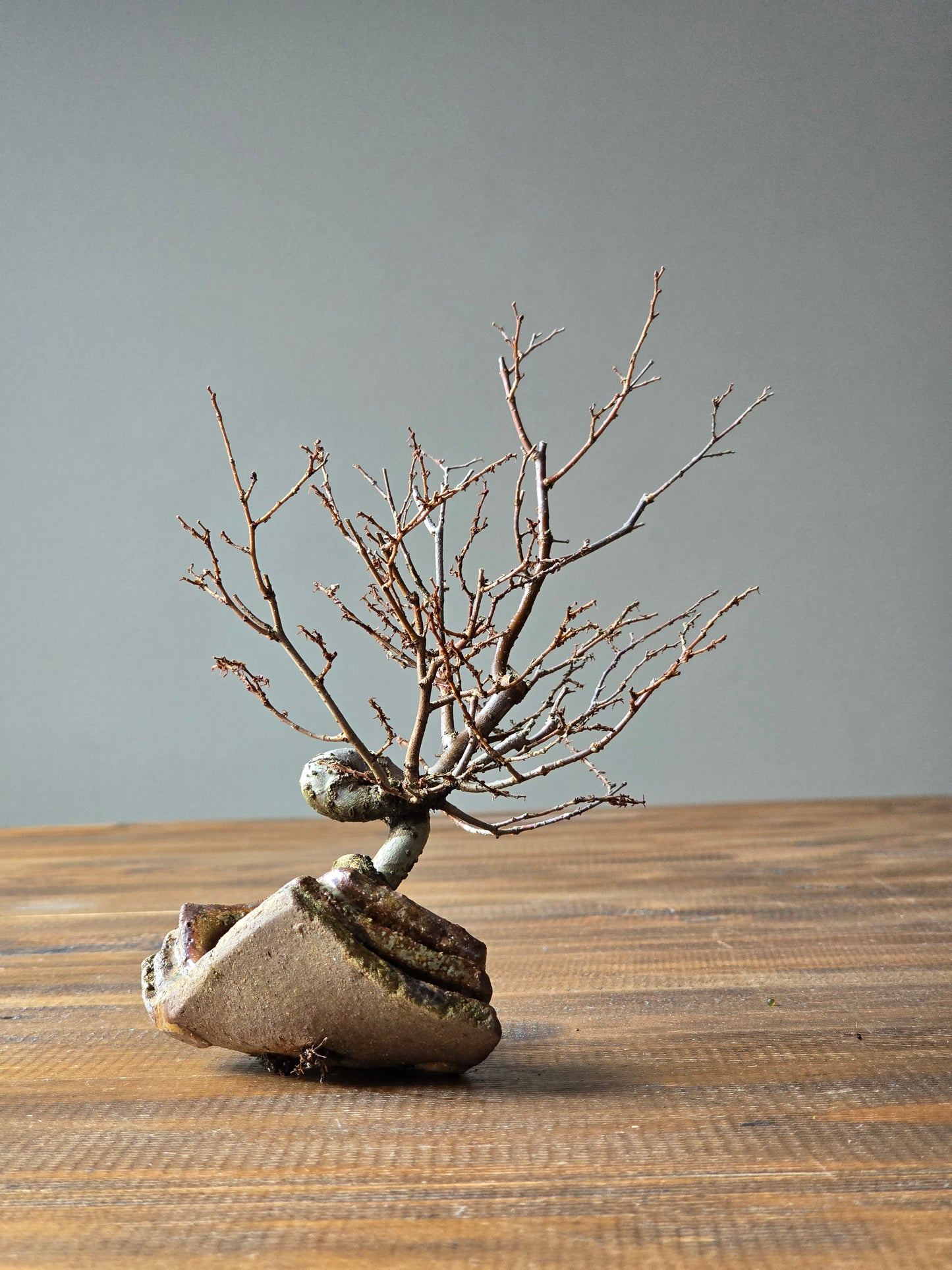 Japanese Elm Bonsai, handmade pot