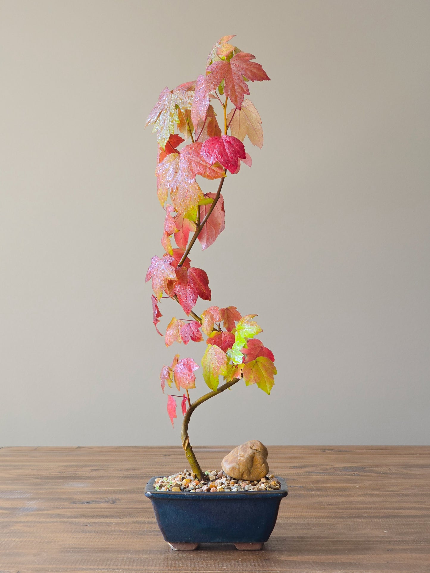 American Sweetgum Bonsai