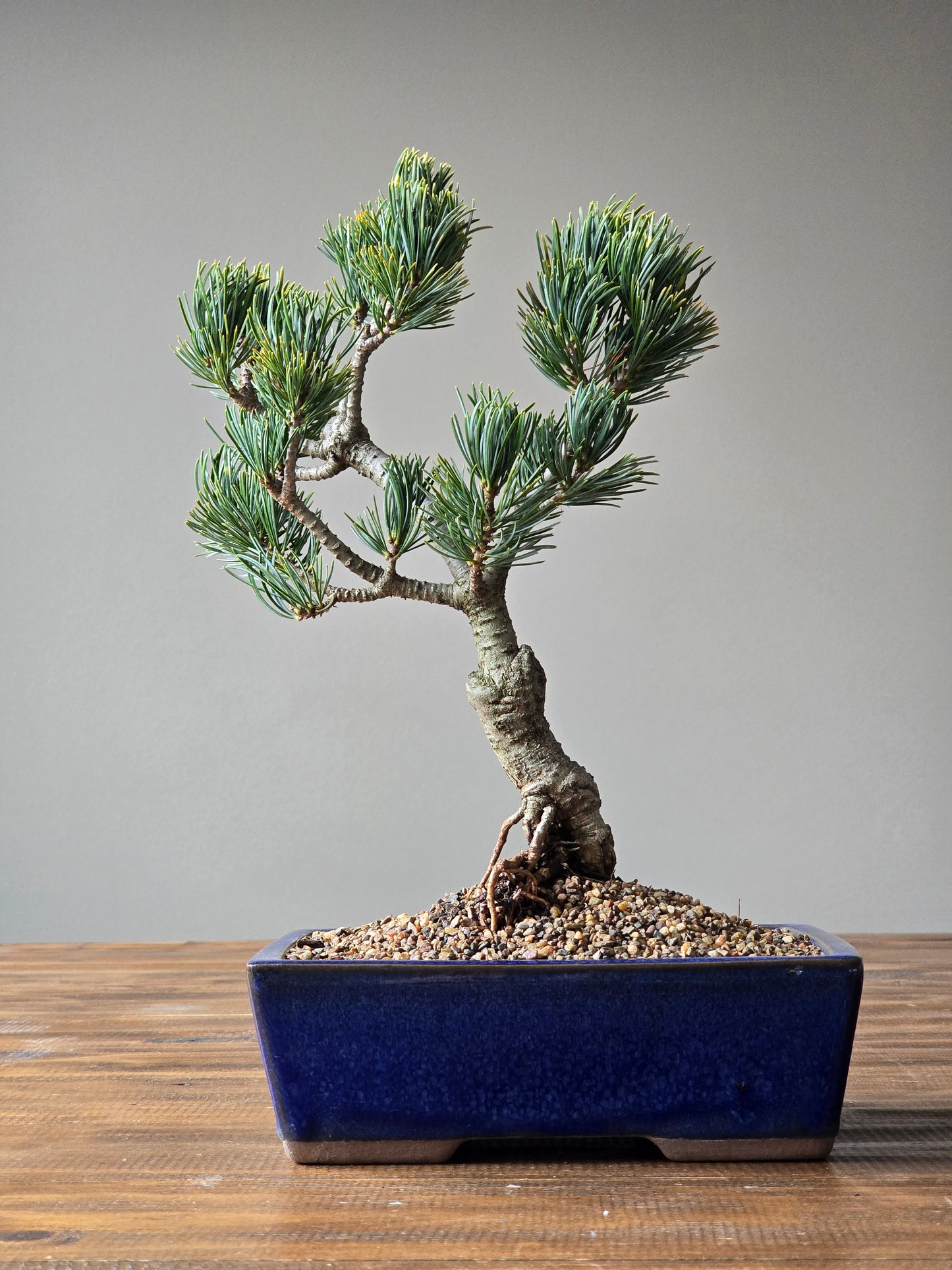 Japanese White Pine - FUKAI