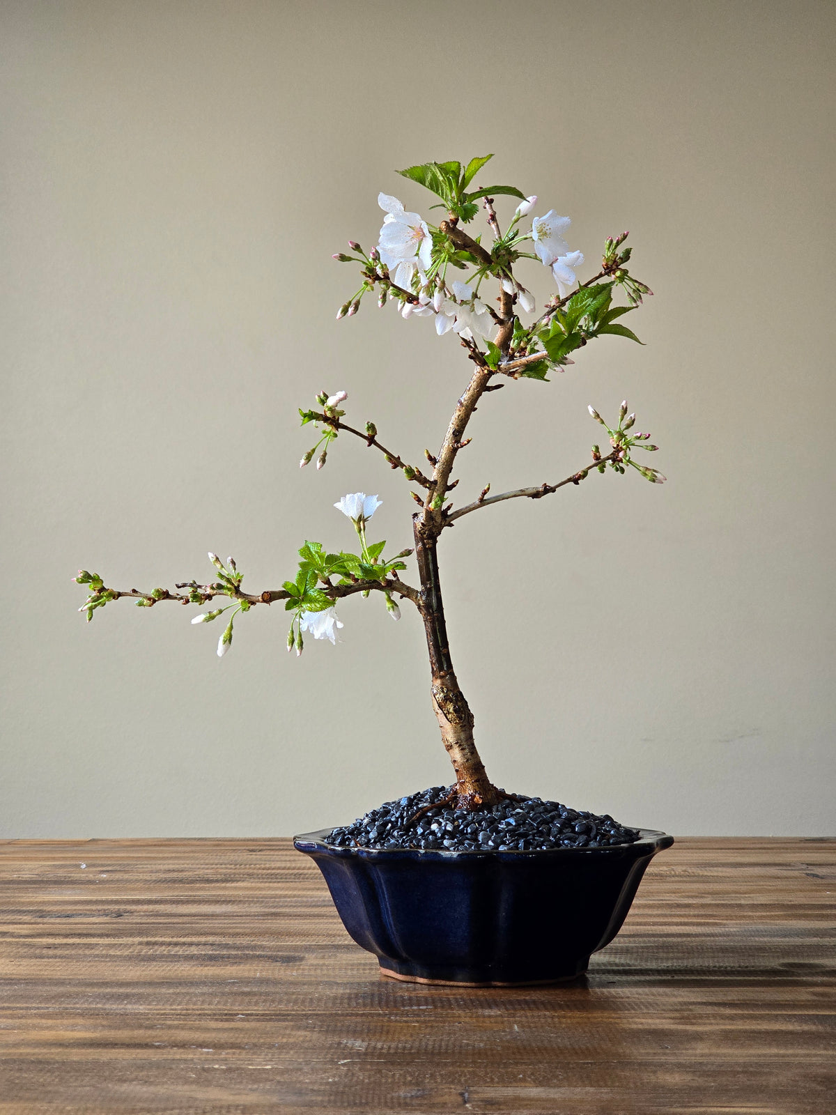 Falling Snow Bonsai