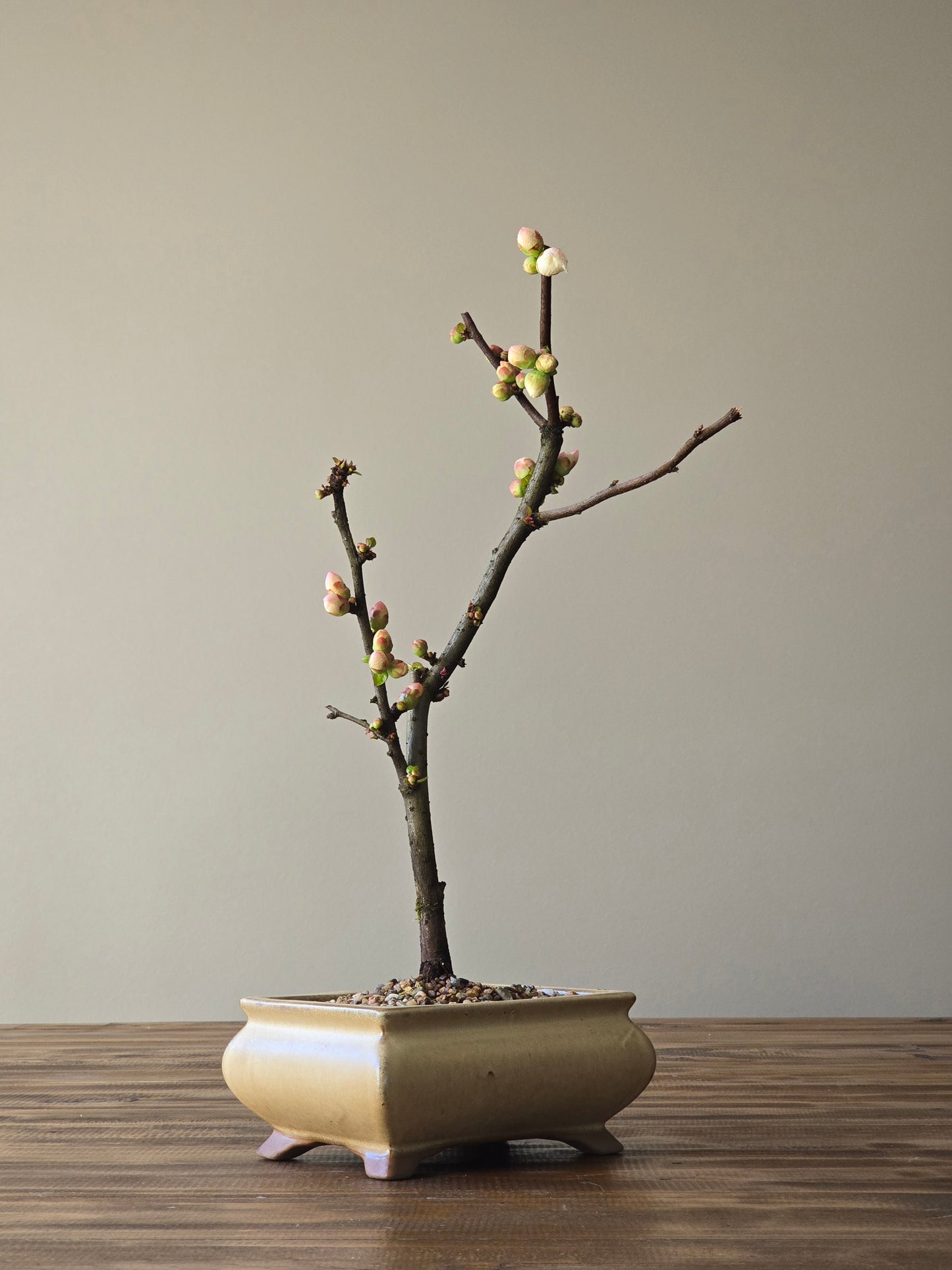 Quince Bonsai