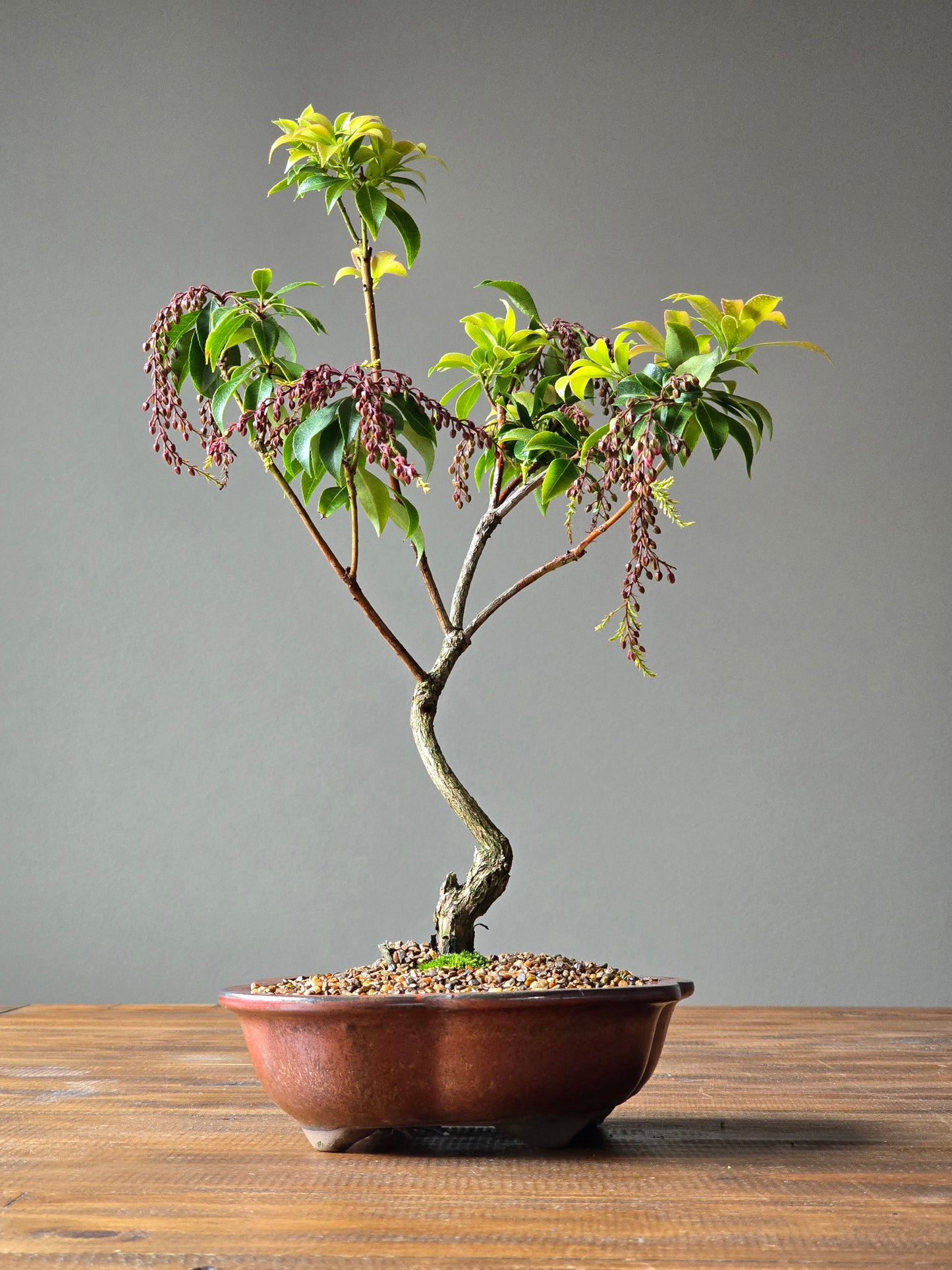 Pieris Japonica Bonsai