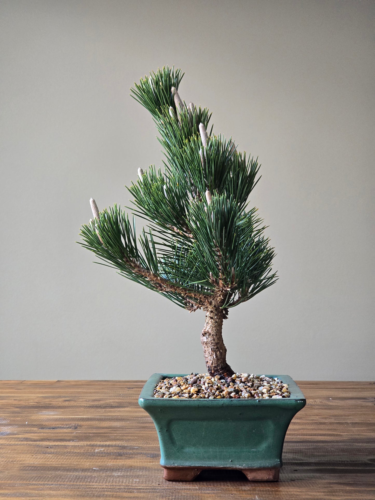 Japanese Black Pine - Kotobuki #01
