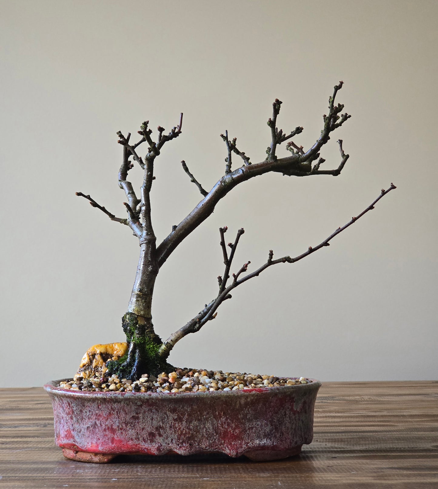 Advanced Quince Bonsai, handmade pot