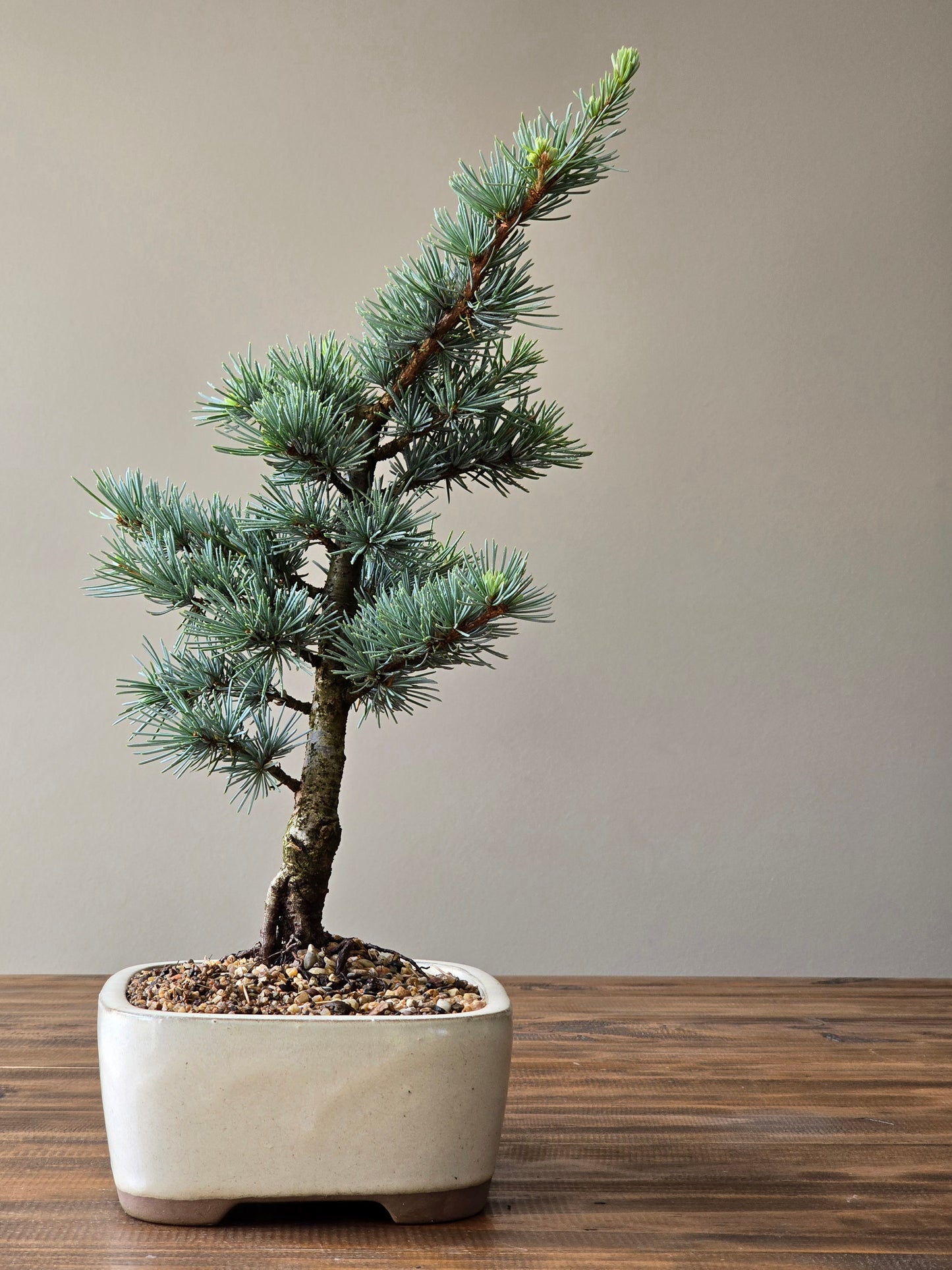 Large Atlantic Blue Cedar Bonsai