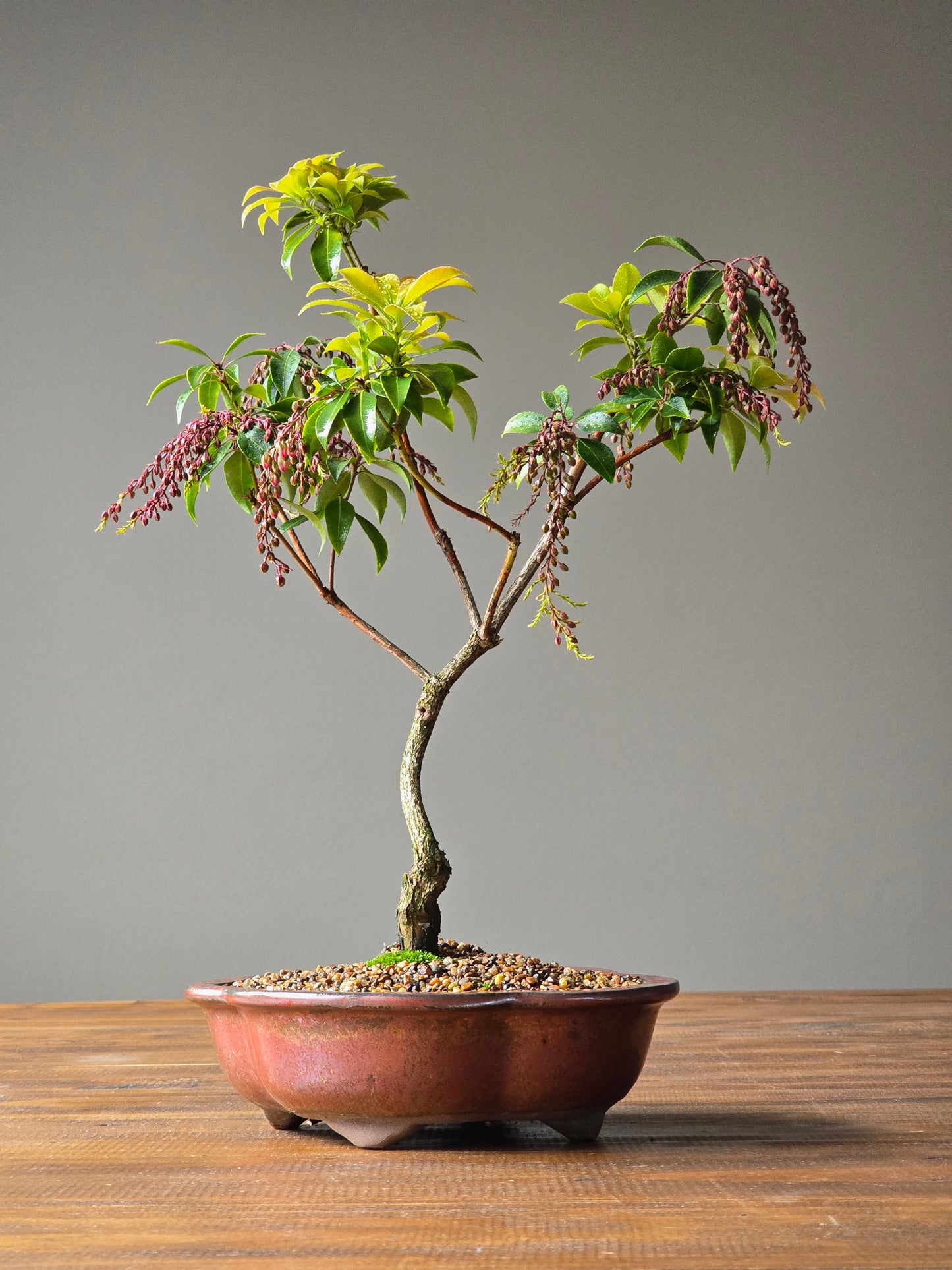 Pieris Japonica Bonsai