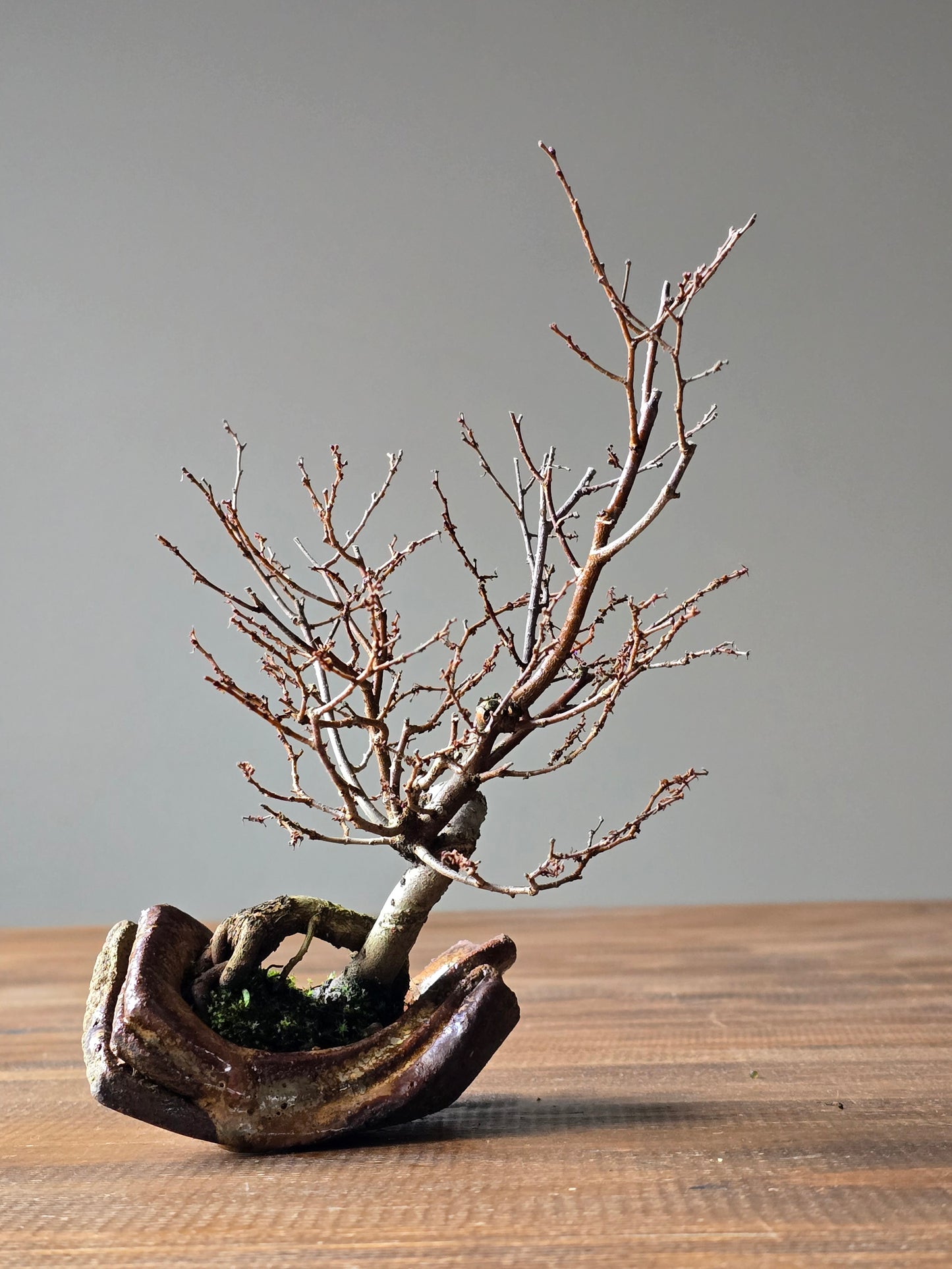 Japanese Elm Bonsai, handmade pot
