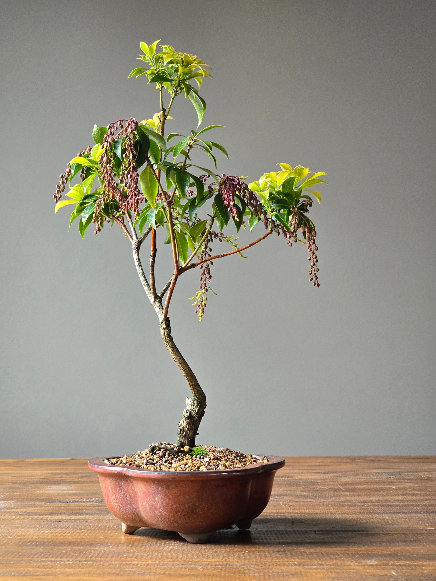 Pieris Japonica Bonsai