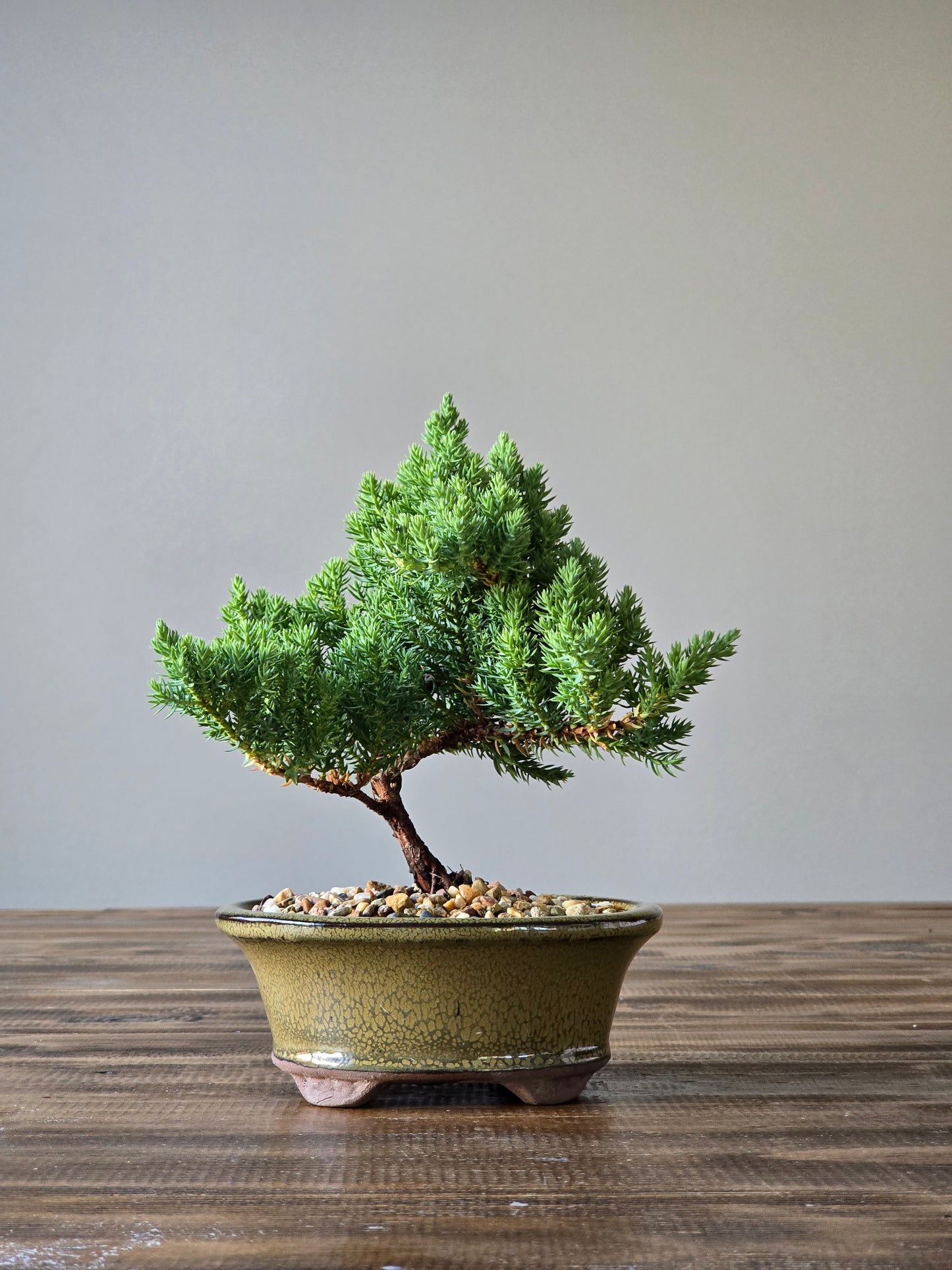 Juniper Bonsai