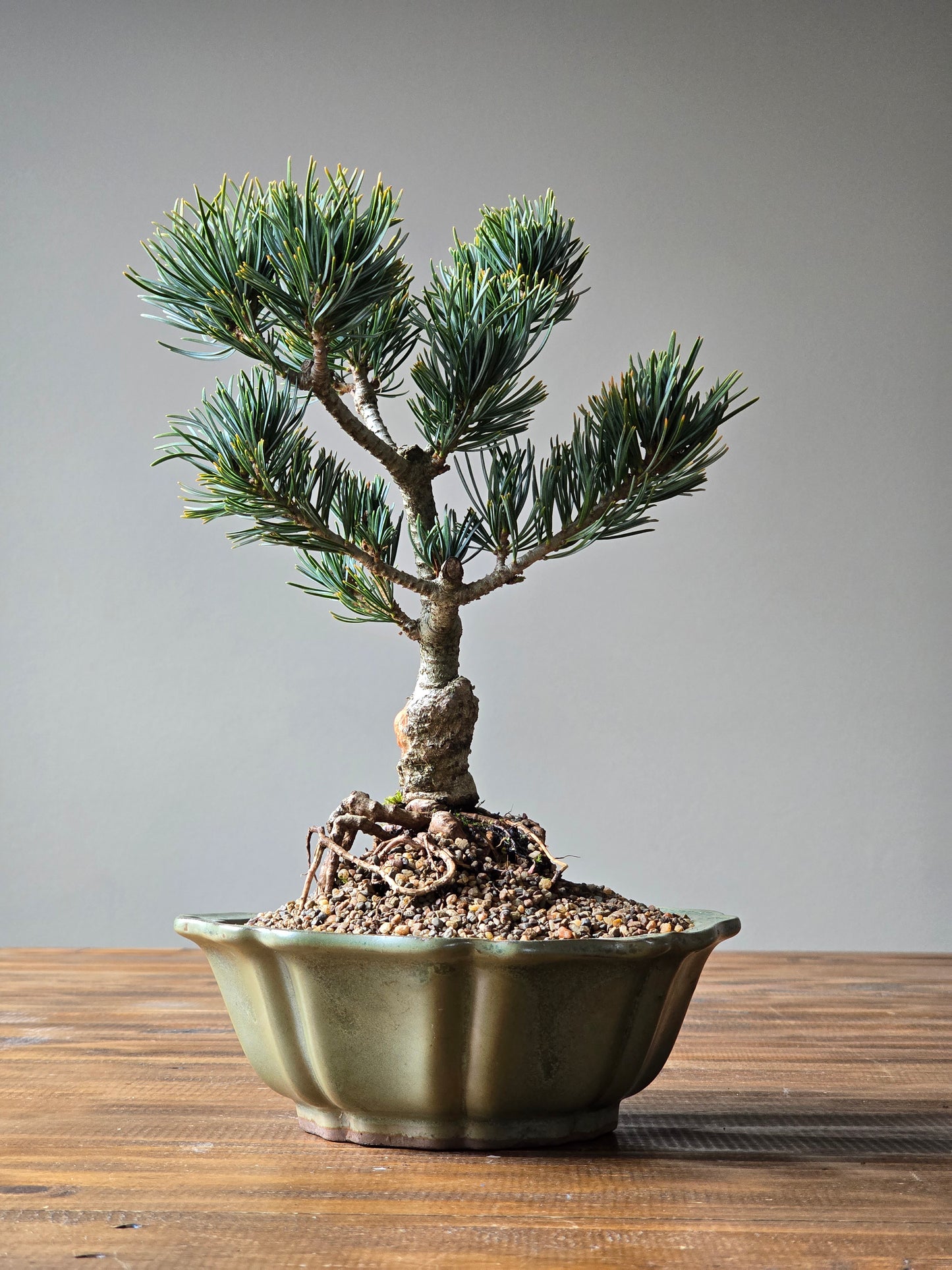 Japanese White Pine - FUKAI