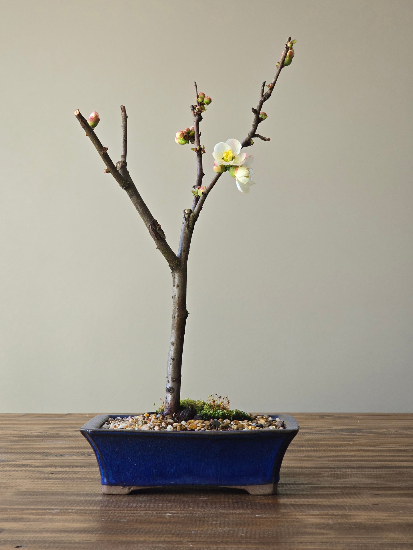 Quince Bonsai #02