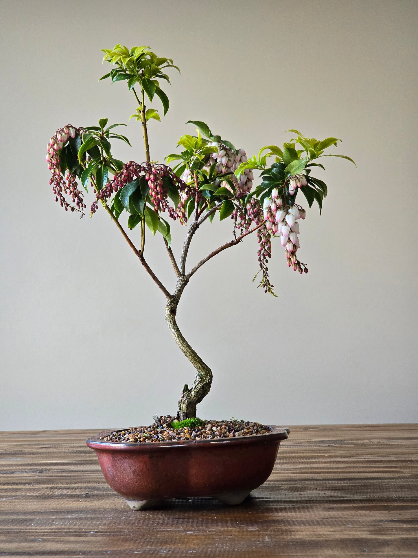 Pieris Japonica Bonsai