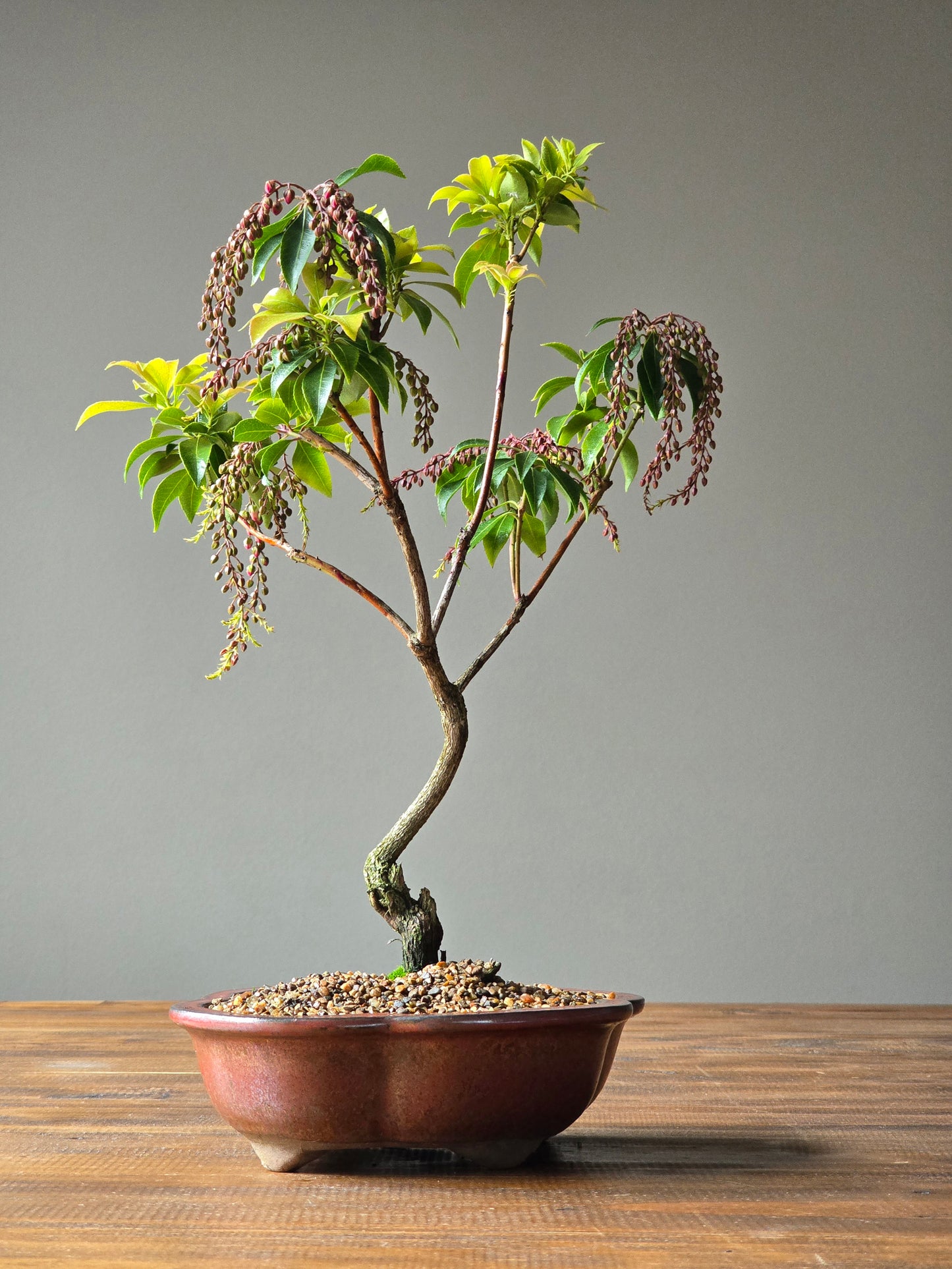Pieris Japonica Bonsai