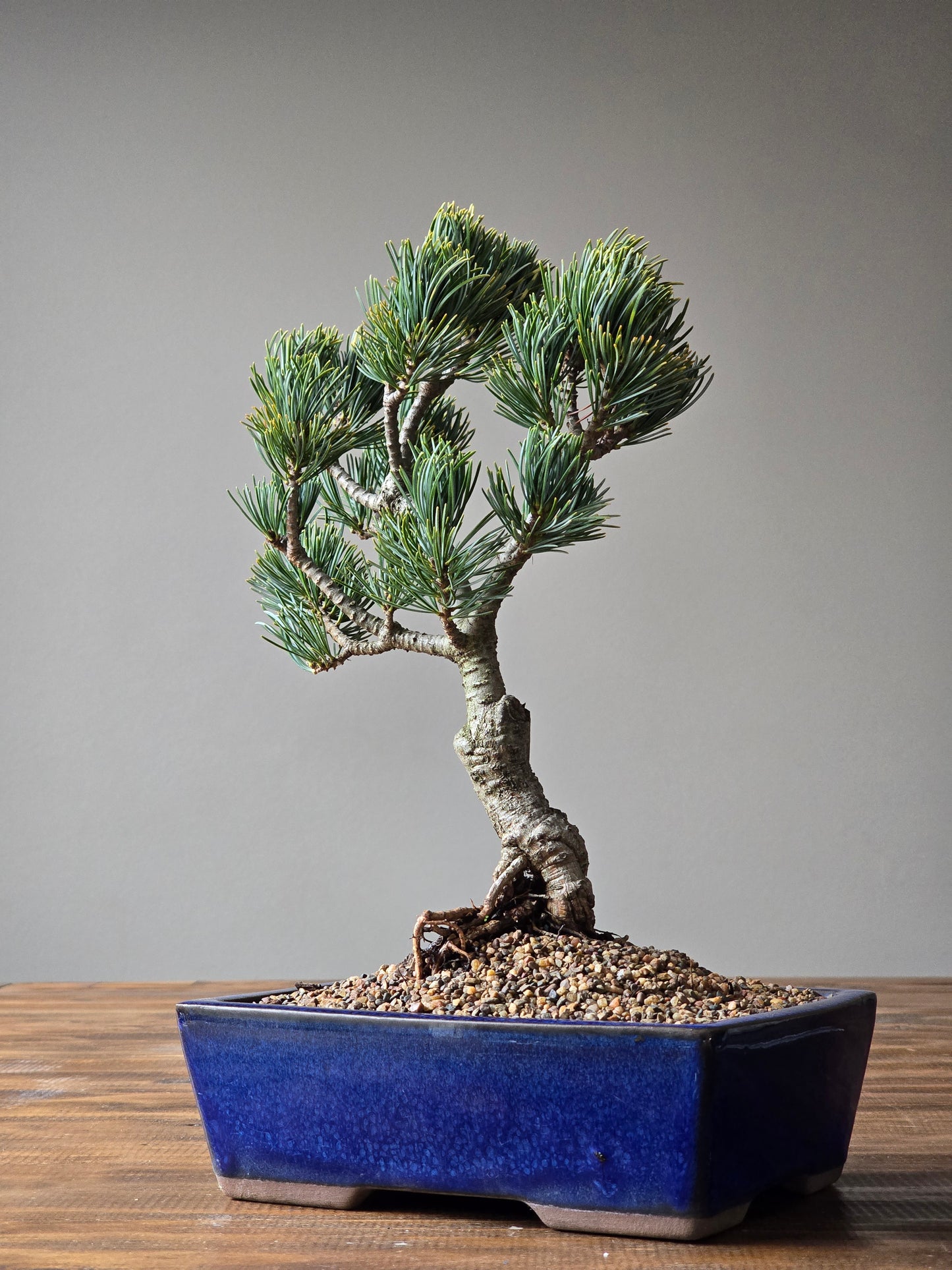 Japanese White Pine - FUKAI