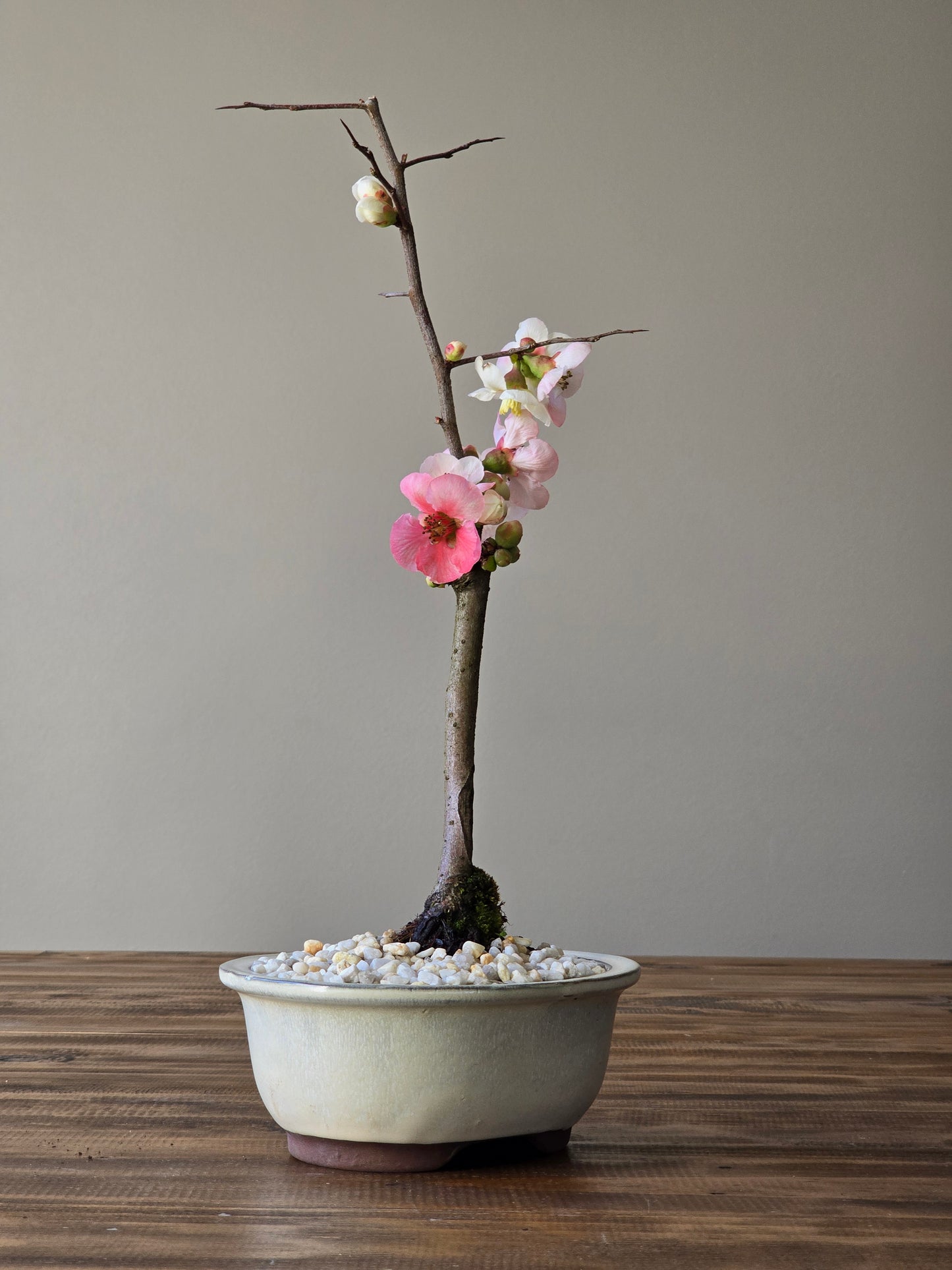 Quince Bonsai #04