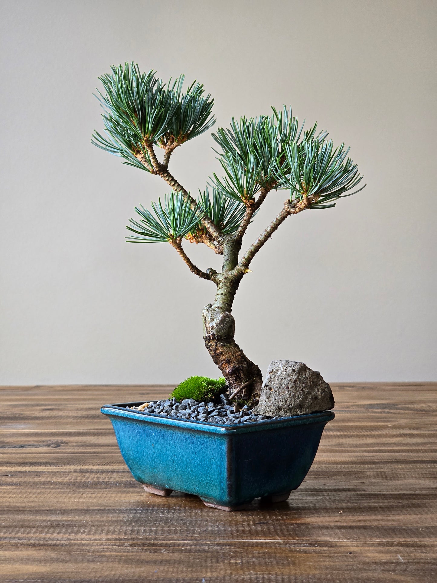 Japanese White Pine #003
