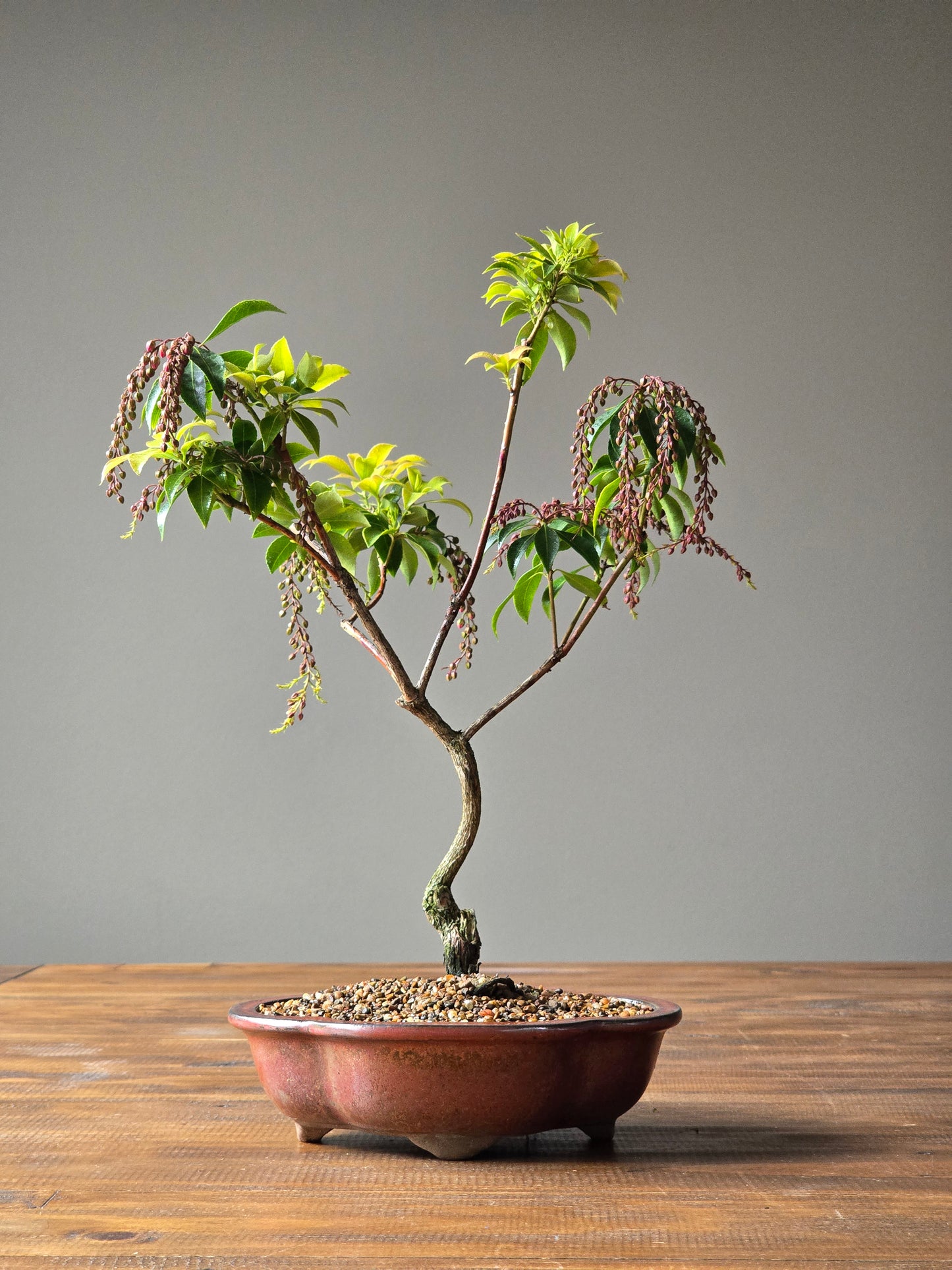 Pieris Japonica Bonsai