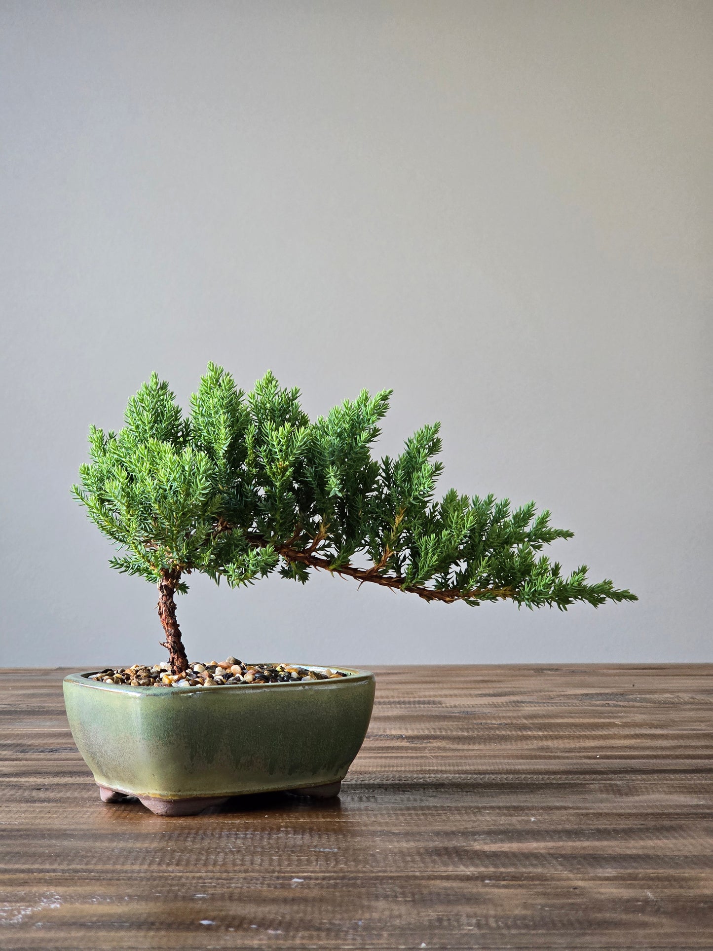 Juniper Bonsai