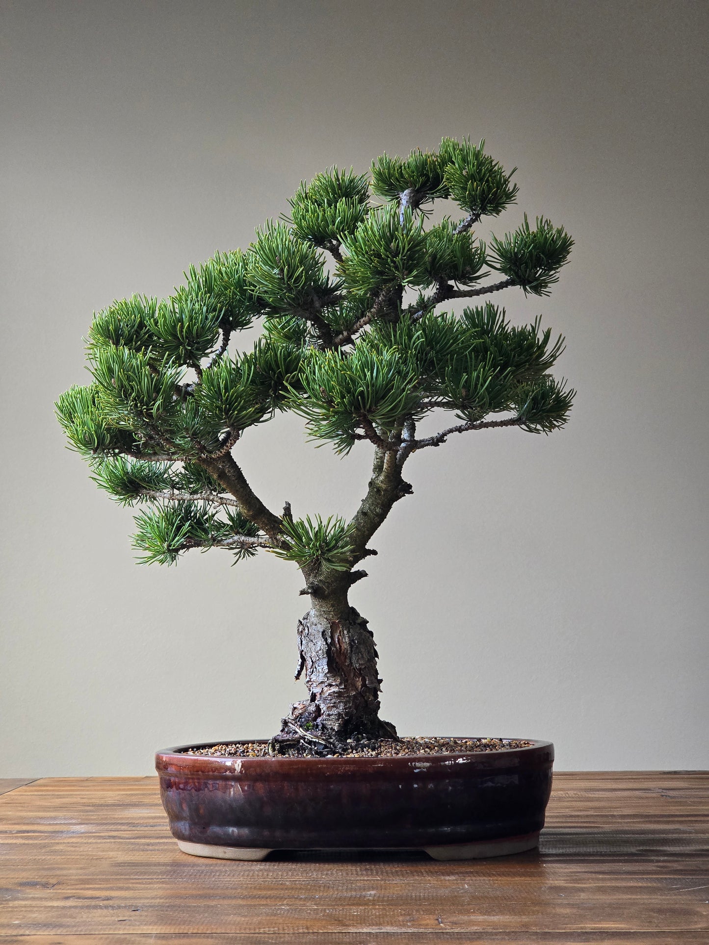 Large Pinus mugo 'Pincushion'