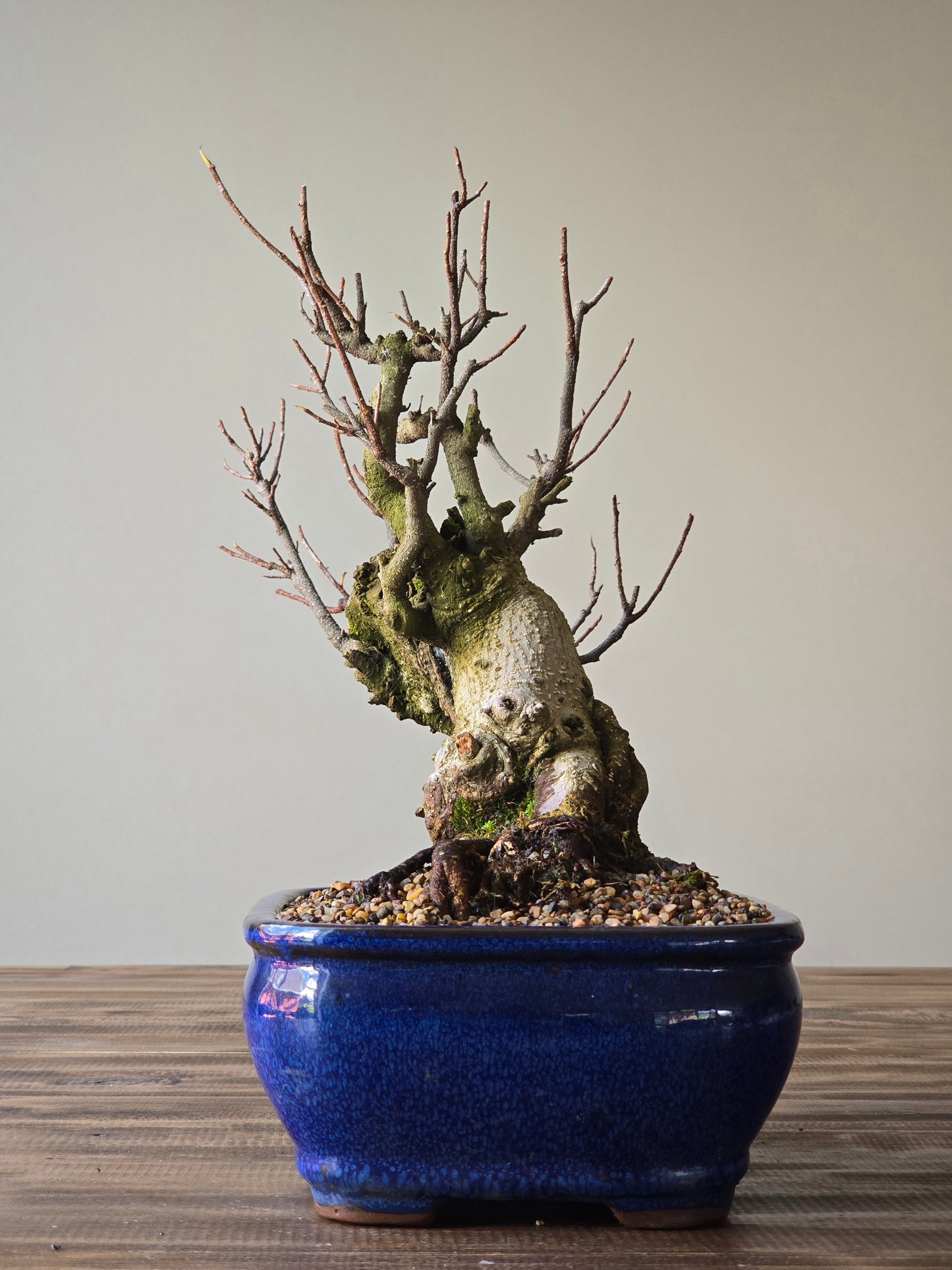 Advanced Tiger Bark Ficus (Rare)