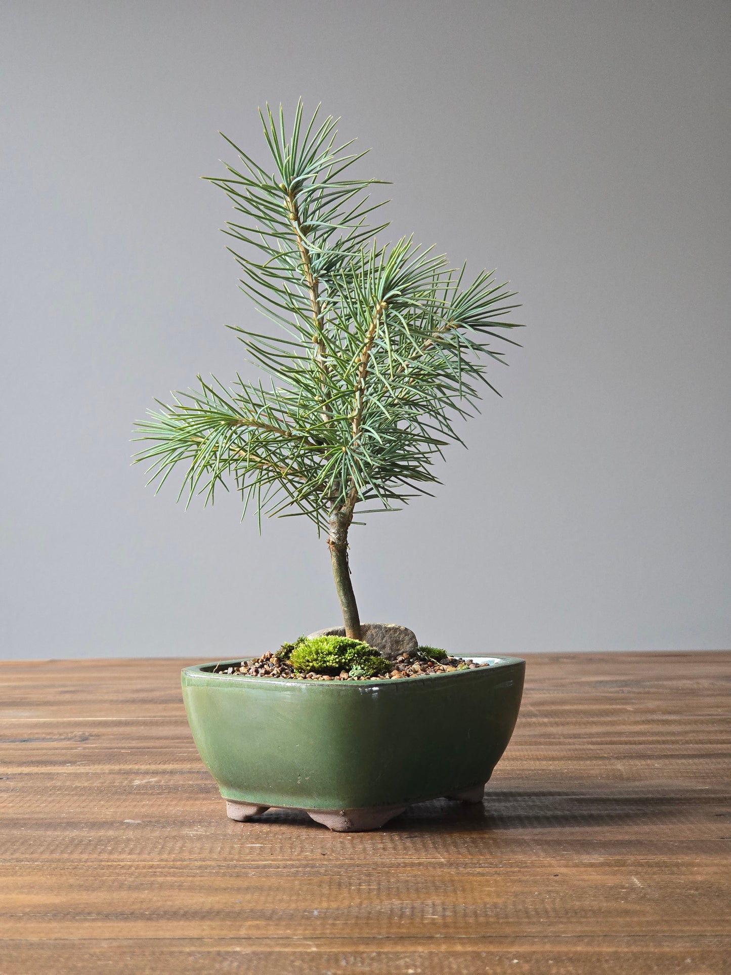 Cedrus Deodara Bonsai Starter