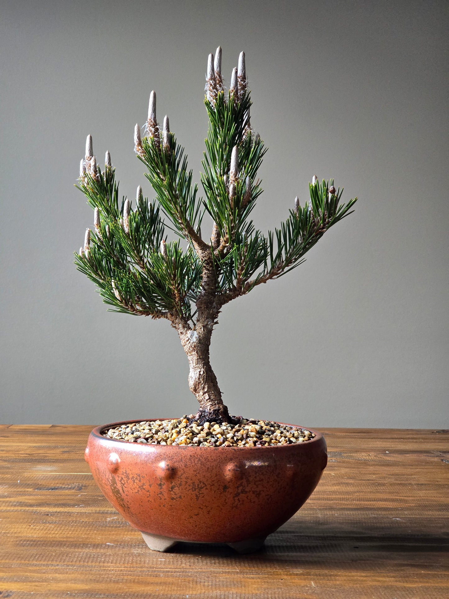 Japanese Black Pine - Kotobuki #02