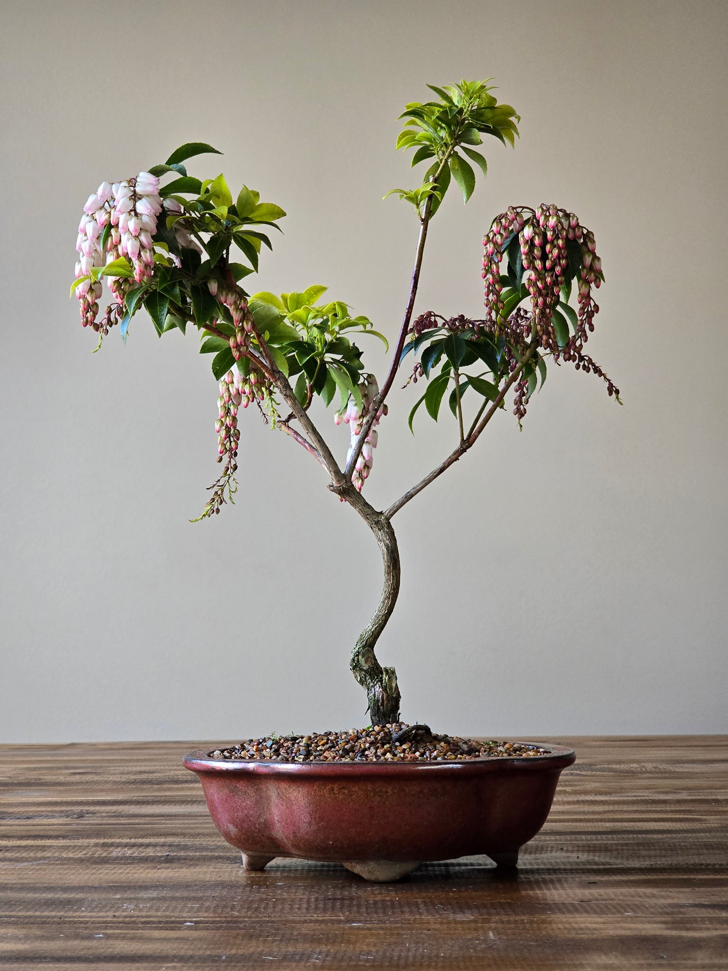 Pieris Japonica Bonsai